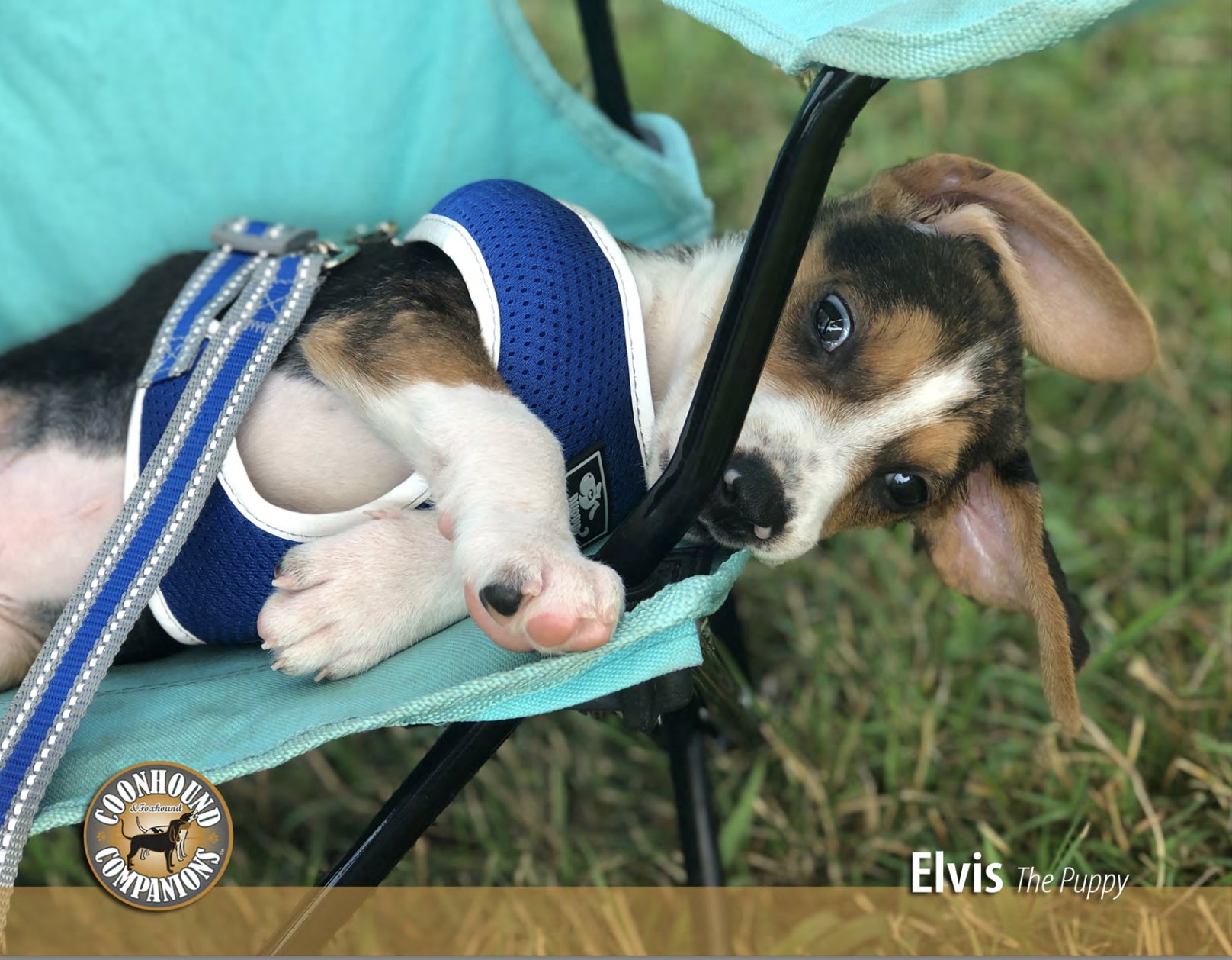 June - Elvis