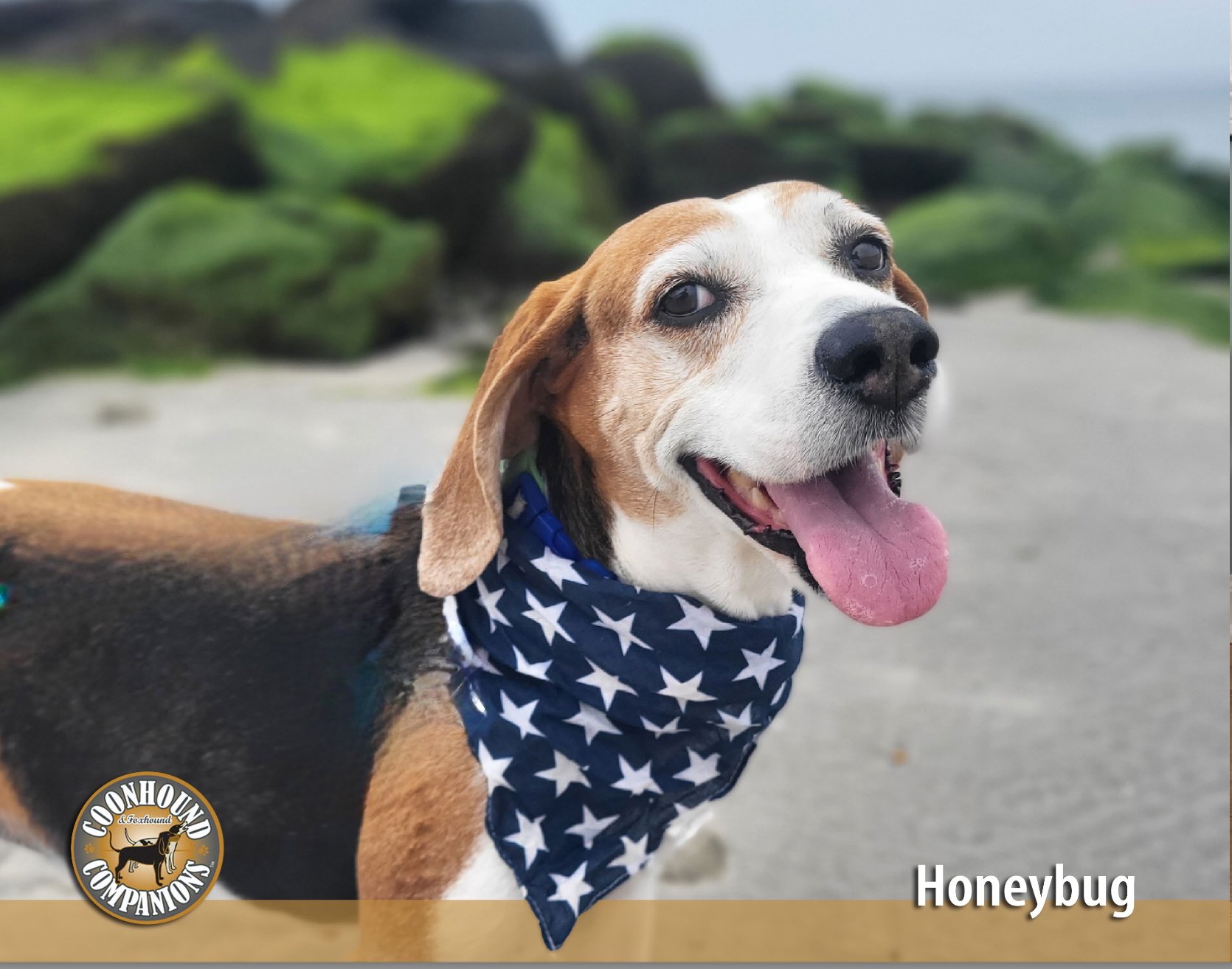 July - Honeybug (RIP)
