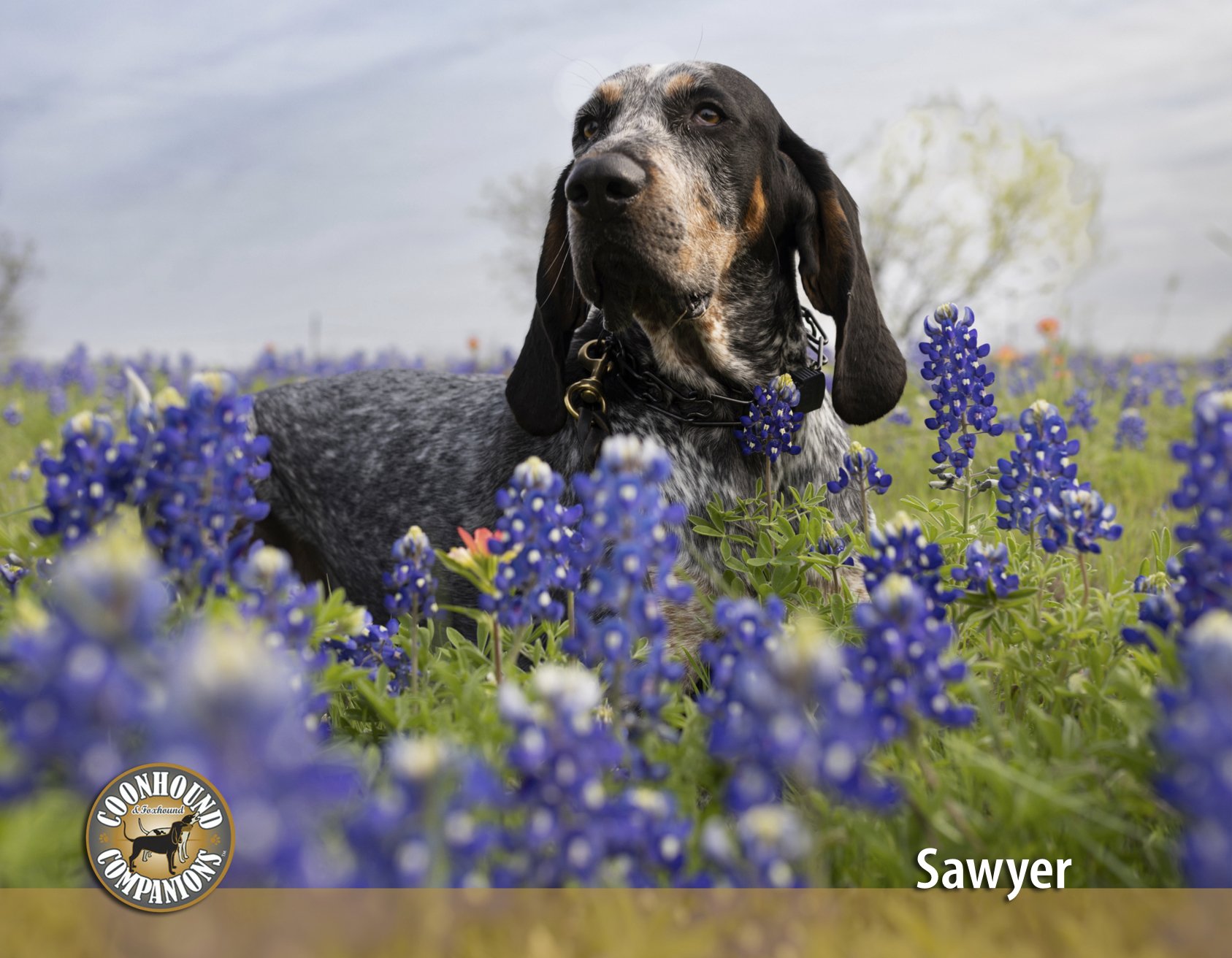 March - Sawyer