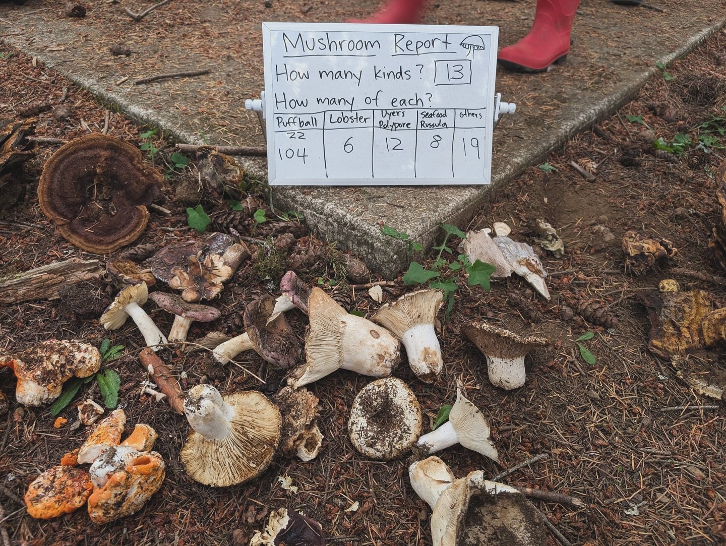 At Portland Forest School, nature seamlessly connects with our grade-level lessons. The sight of falling acorns and chestnuts, the changing colors of leaves, and the fastidious activity of squirrels all spark curiosity and foster learning in all of o