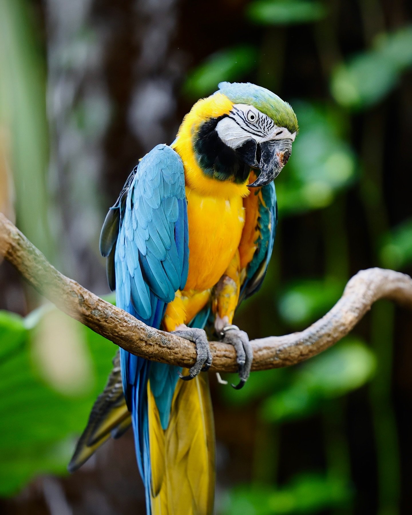 Bird watching at the Central Park Zoo 🦜