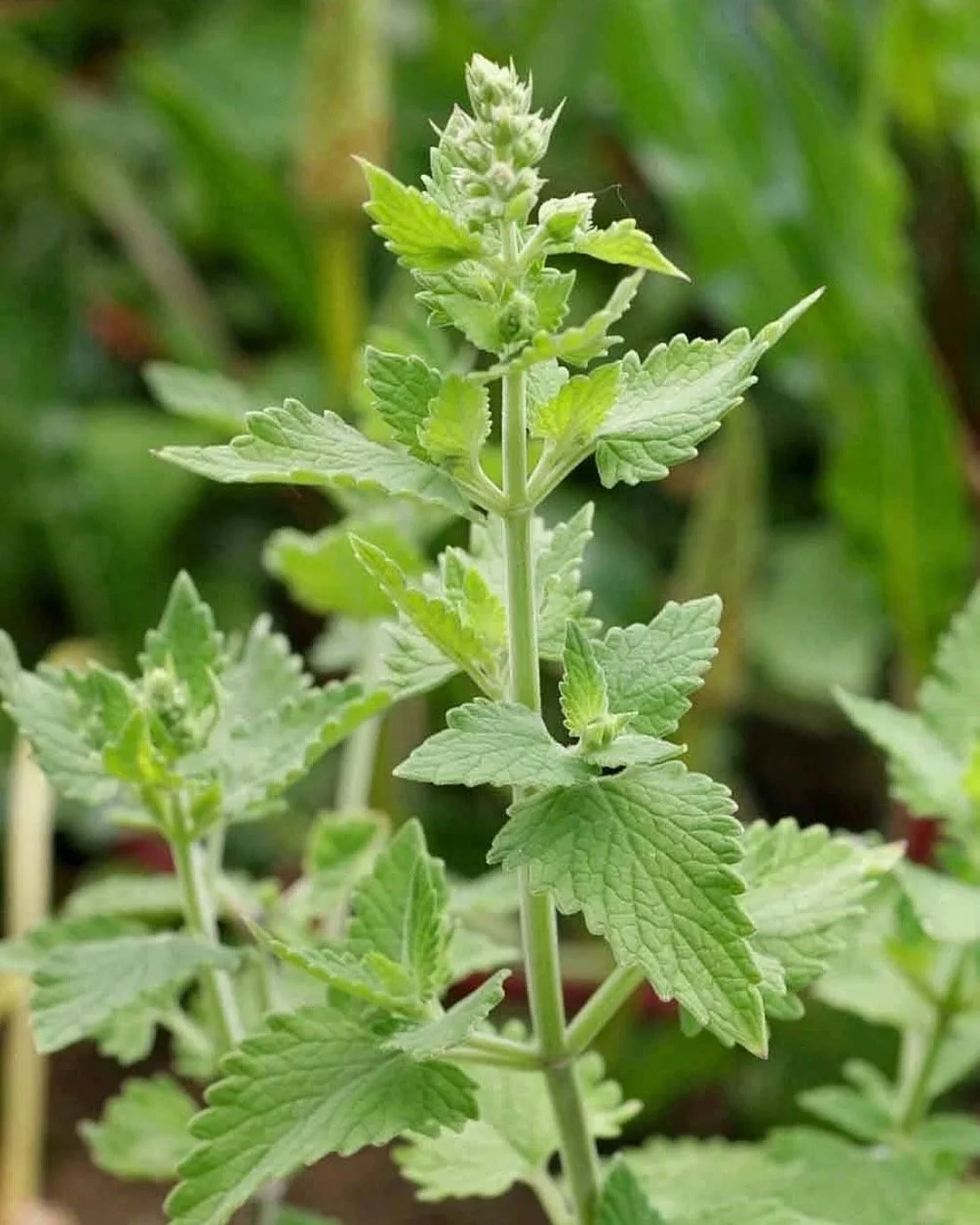 Nepeta cataria (Catnip)