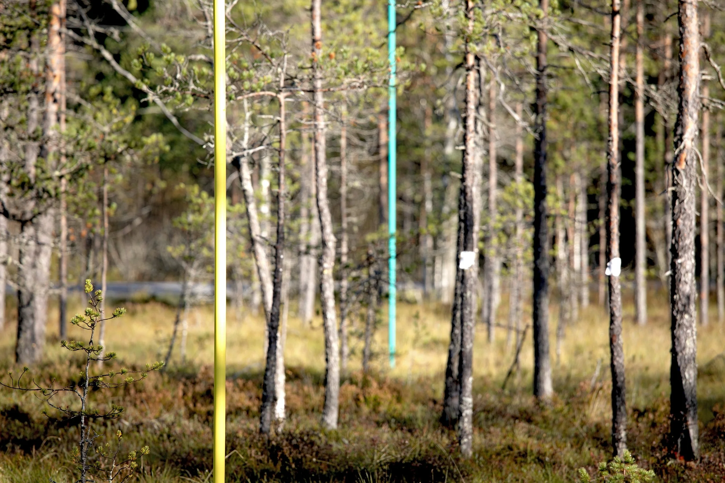 Ääriviivoja ja rajapintoja -tanssiesitys syksyisellä suolla