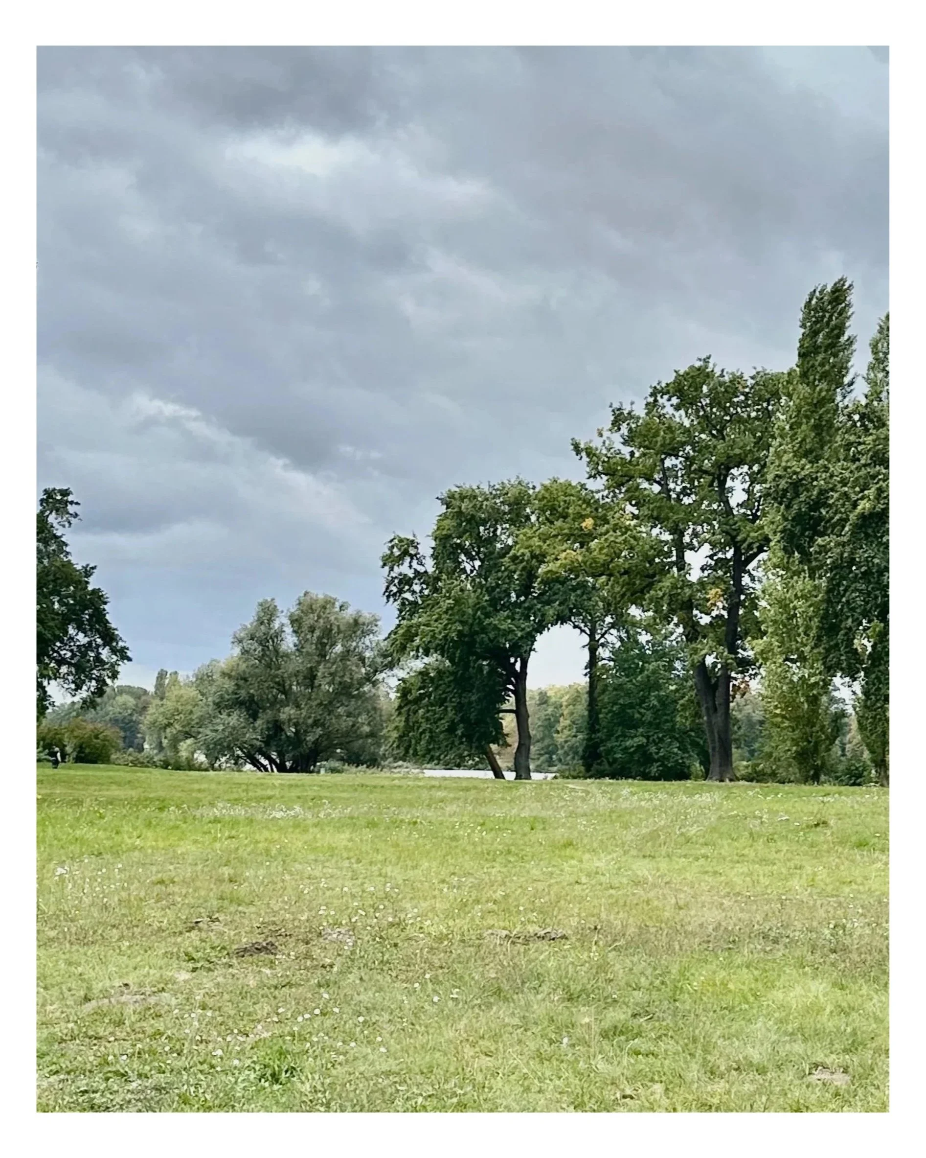 A grassy park with several trees under a cloudy sky.