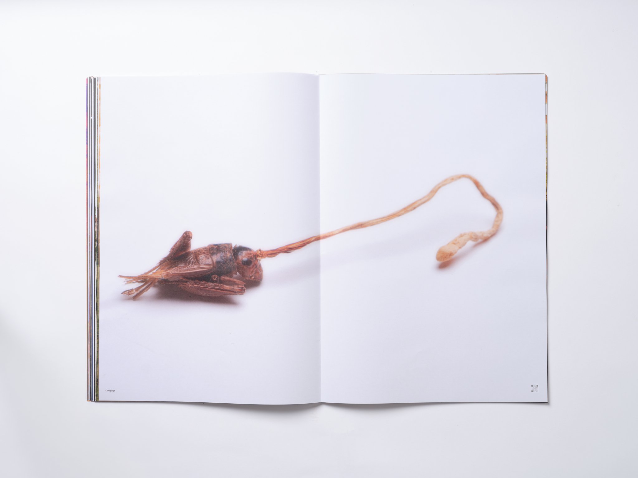PEAK_MAG_02.jpg