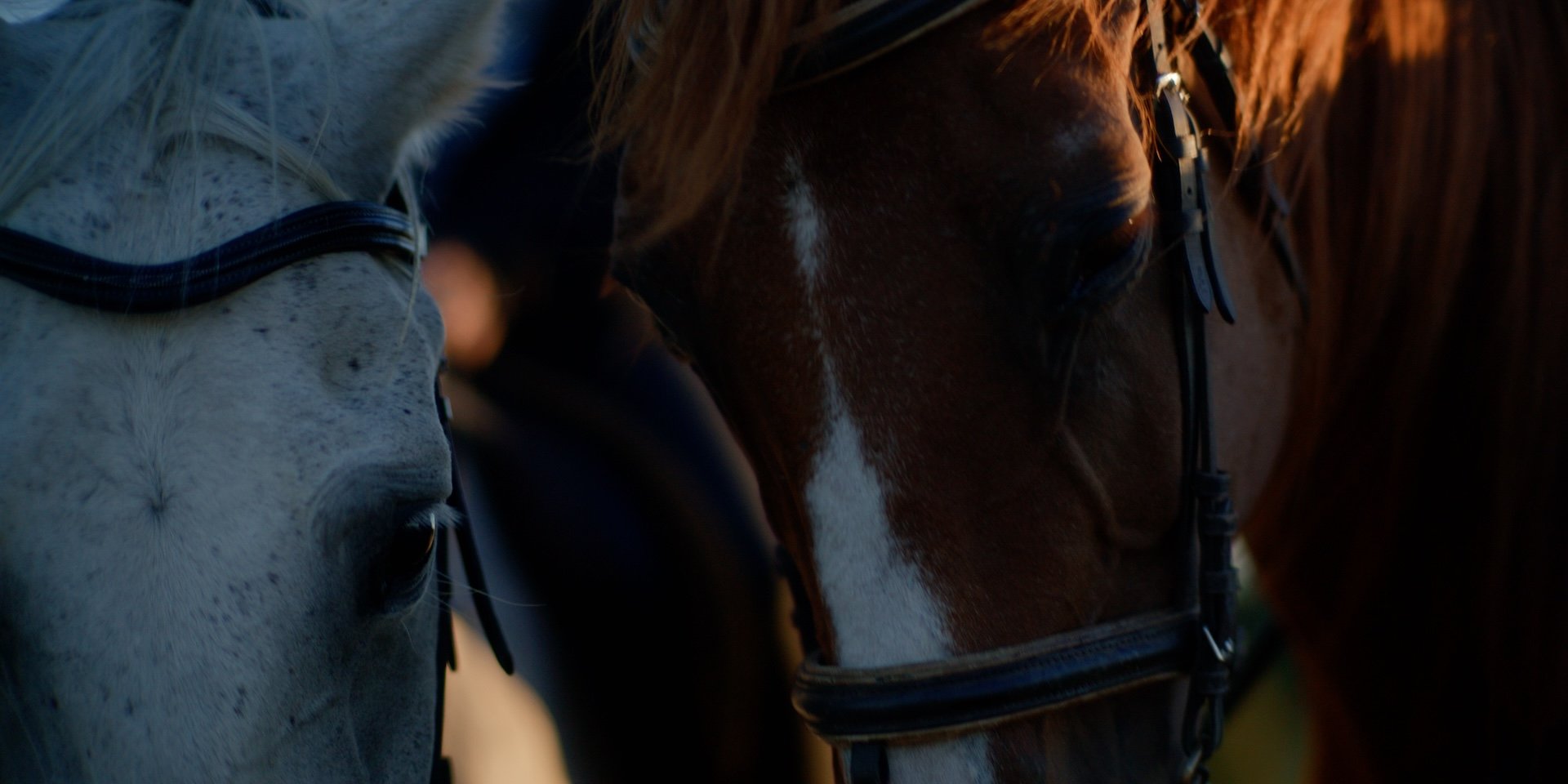 HORSE7.jpg