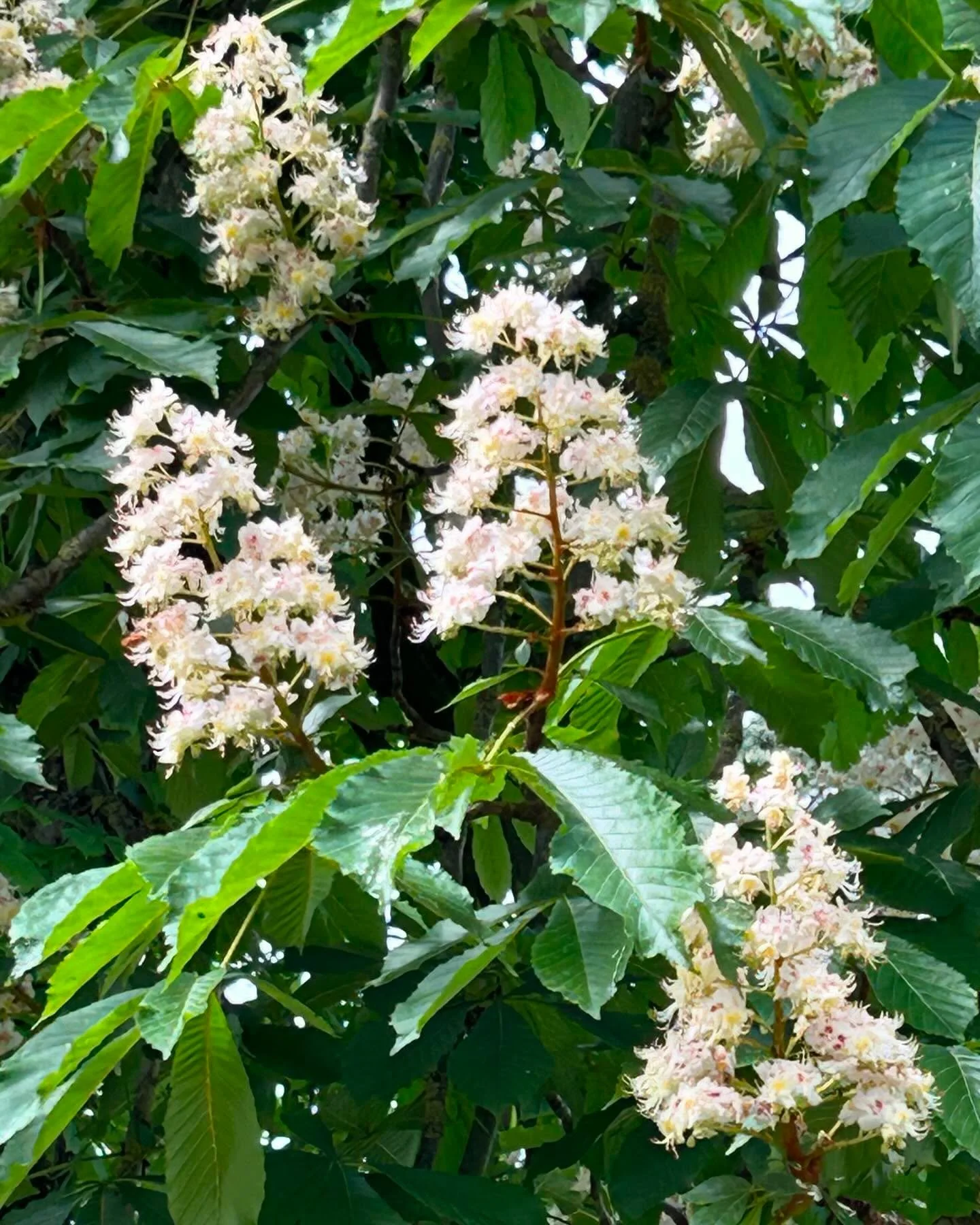 Какая замечательная весна!