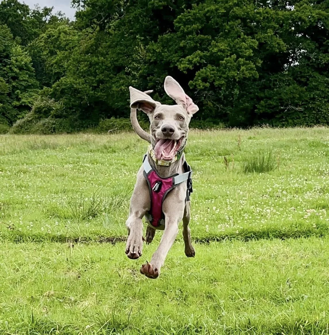 StressLess Dog Training & Behaviour Coaching