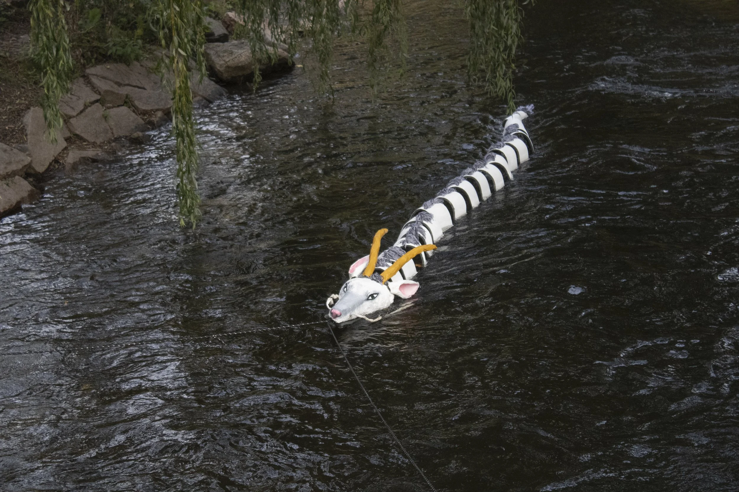 Haku floating in the river.