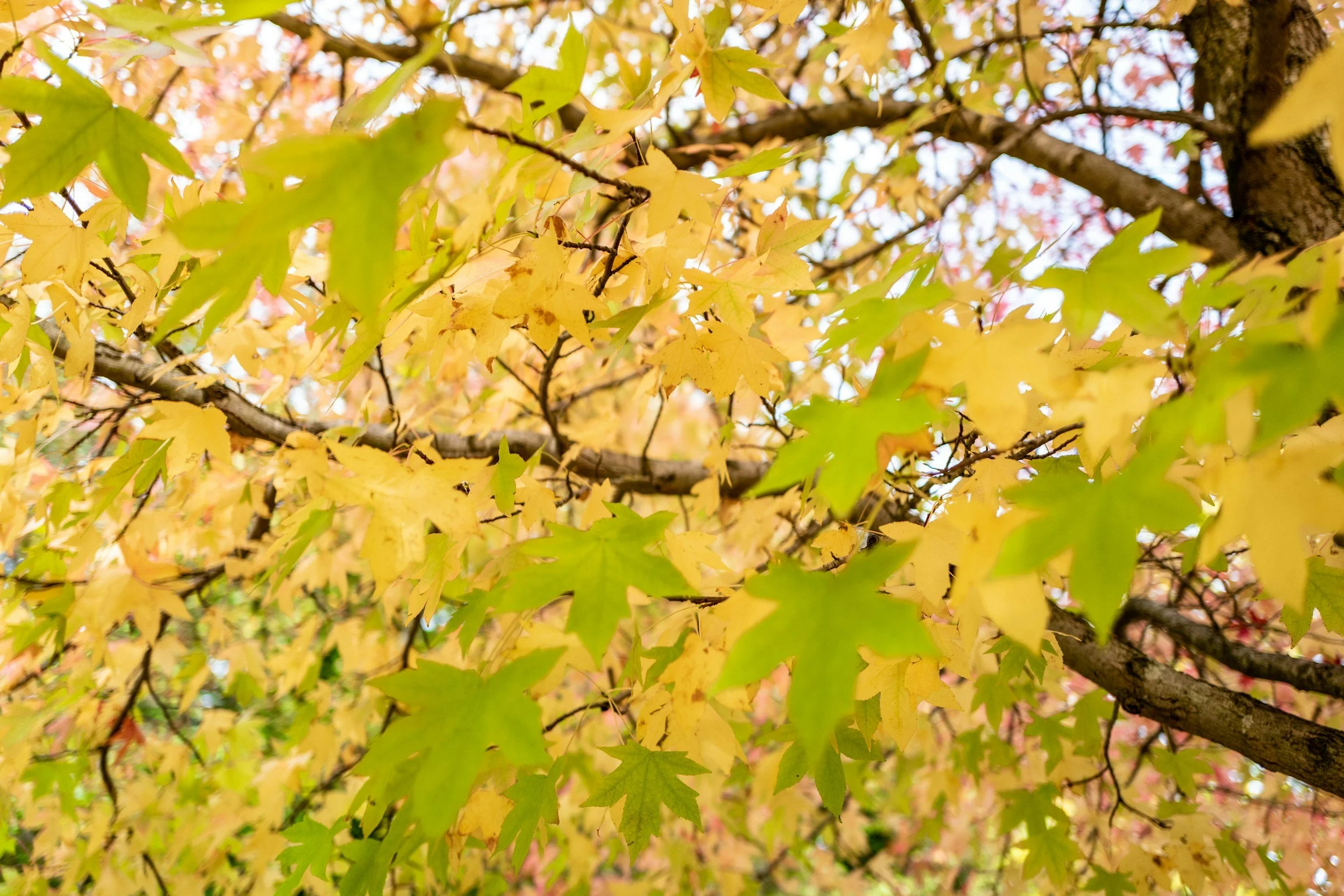Close-up of tree branches with green and yellow leaves, some tinged with red, indicating fall.