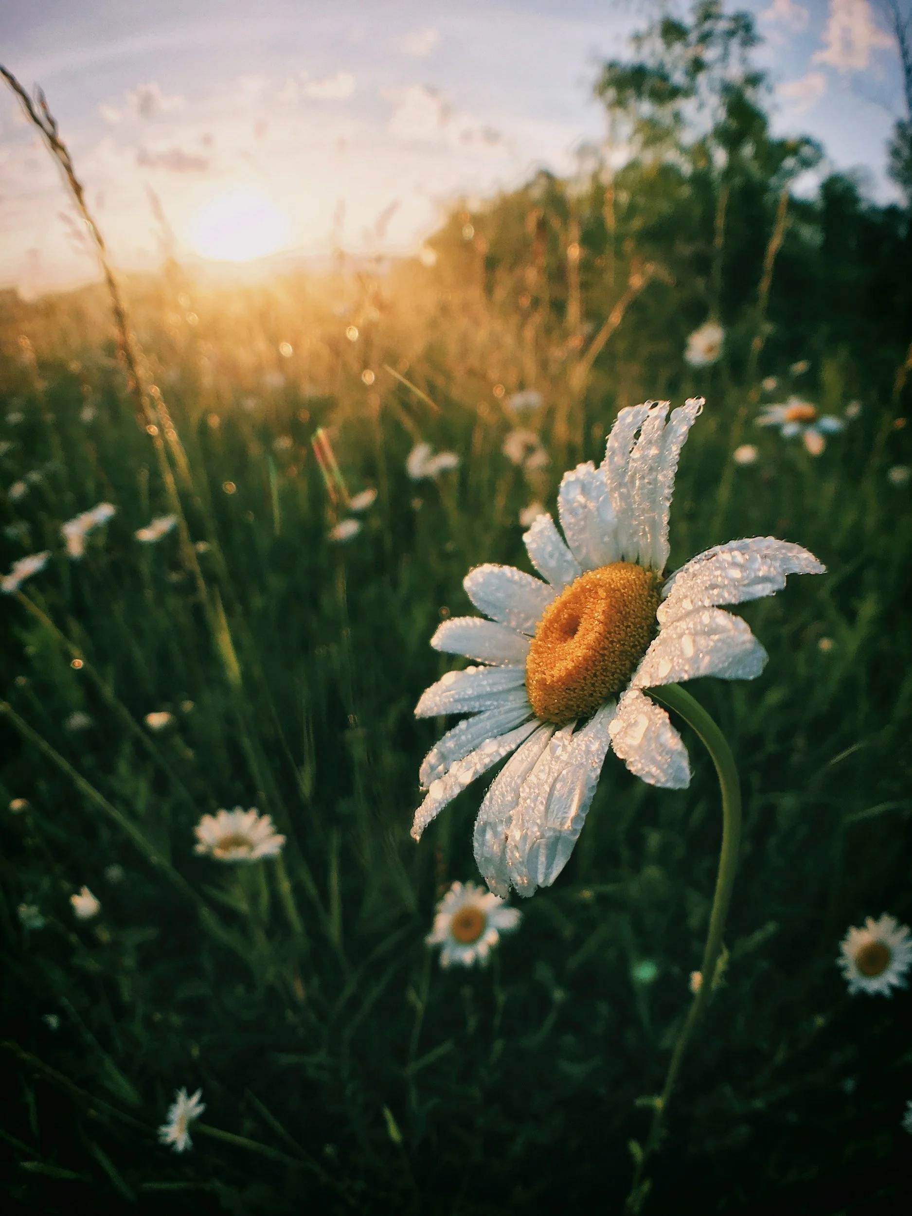 Close-up of a daisy flower with white petals and a yellow center, covered in dew, with a blurred field and the sun setting in the background.