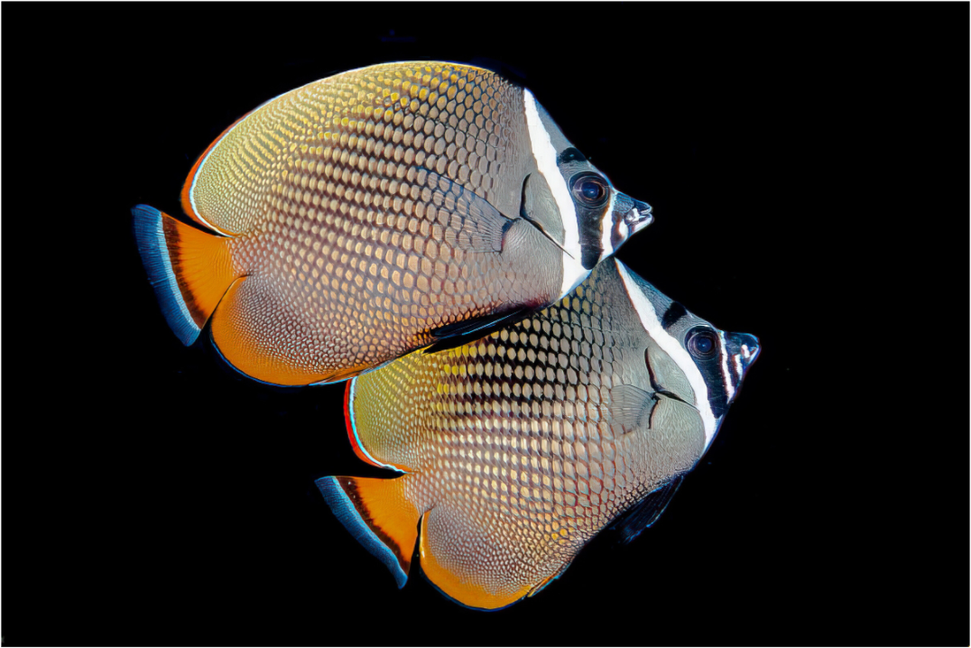 63d7aab5-cf29-48b7-8160-ece7c3de3a85.png