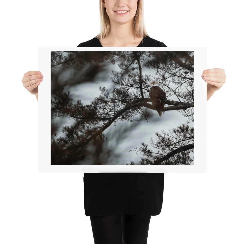 Bald Eagle perched in tree looking towards viewer