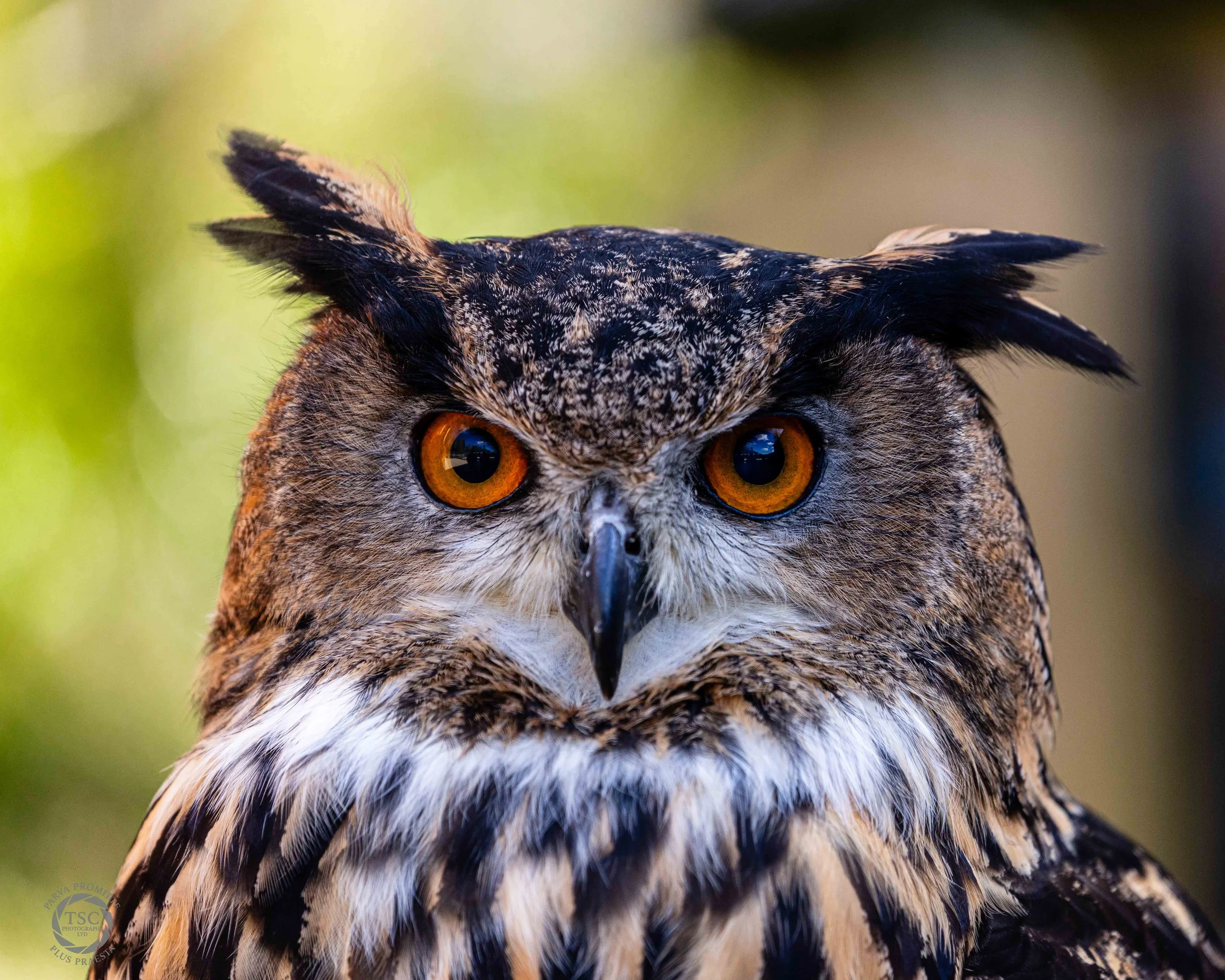 Wildlife