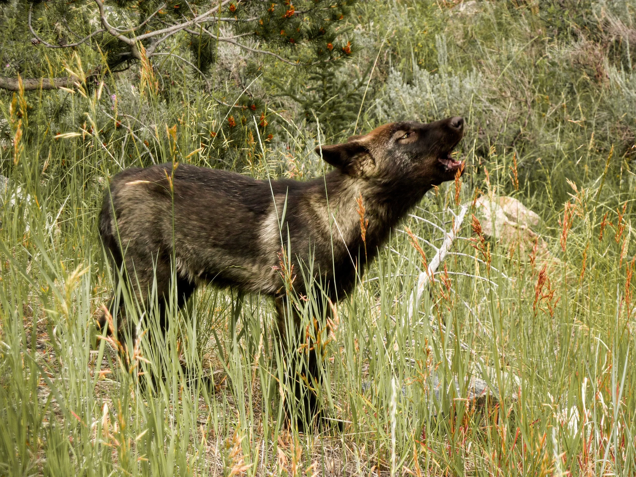 Wolf Cub Howling in Yellowstone National Park