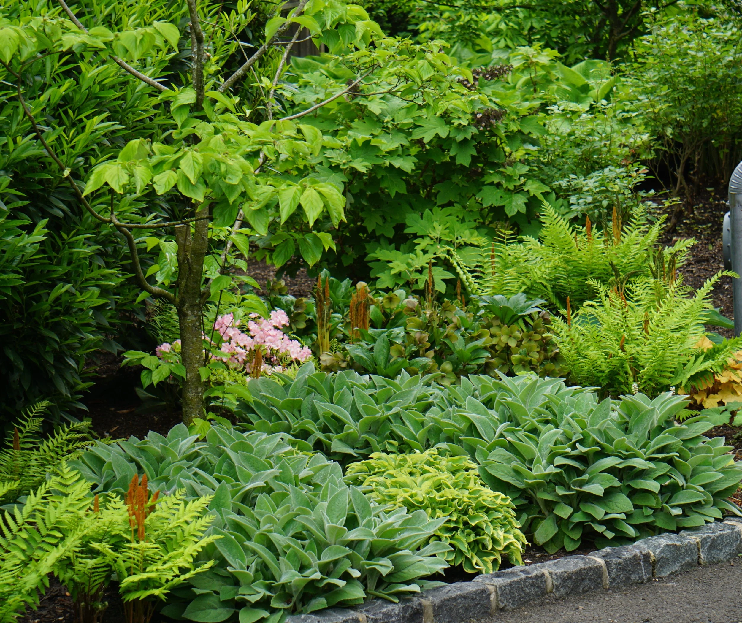 A lush garden with various green plants, including a small tree, ferns, and flowering plants with pink blossoms, bordered by a stone edge.