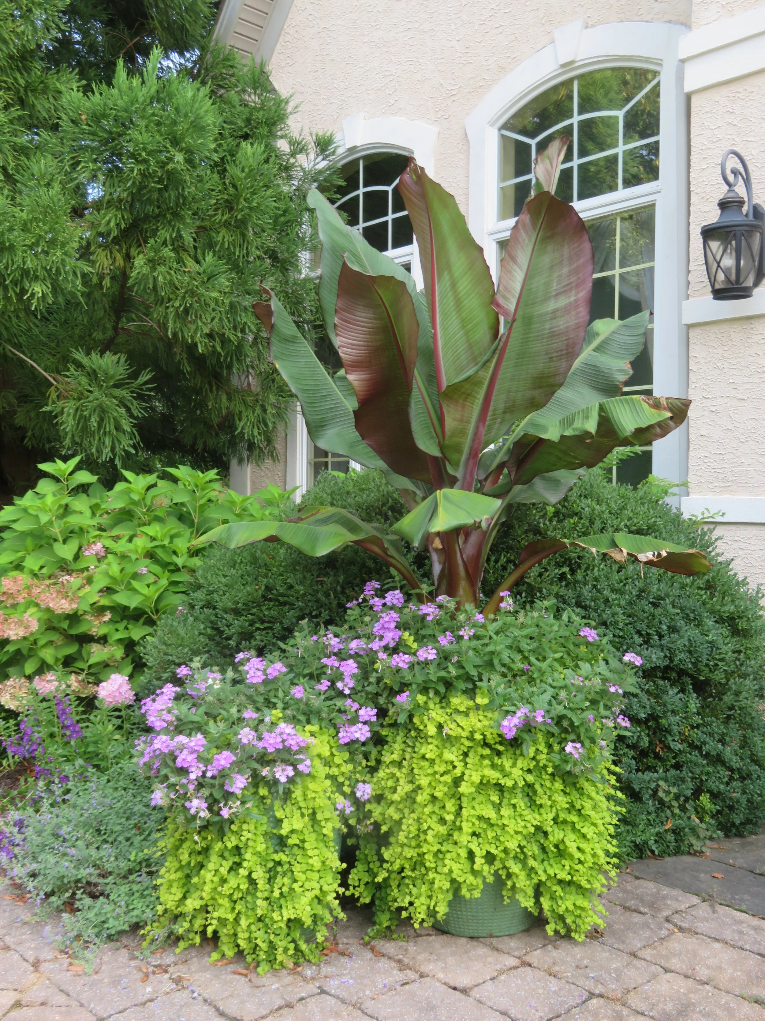 A lush garden with various green plants and purple flowers in front of a house with beige walls, a large arched window, and a black outdoor lantern.