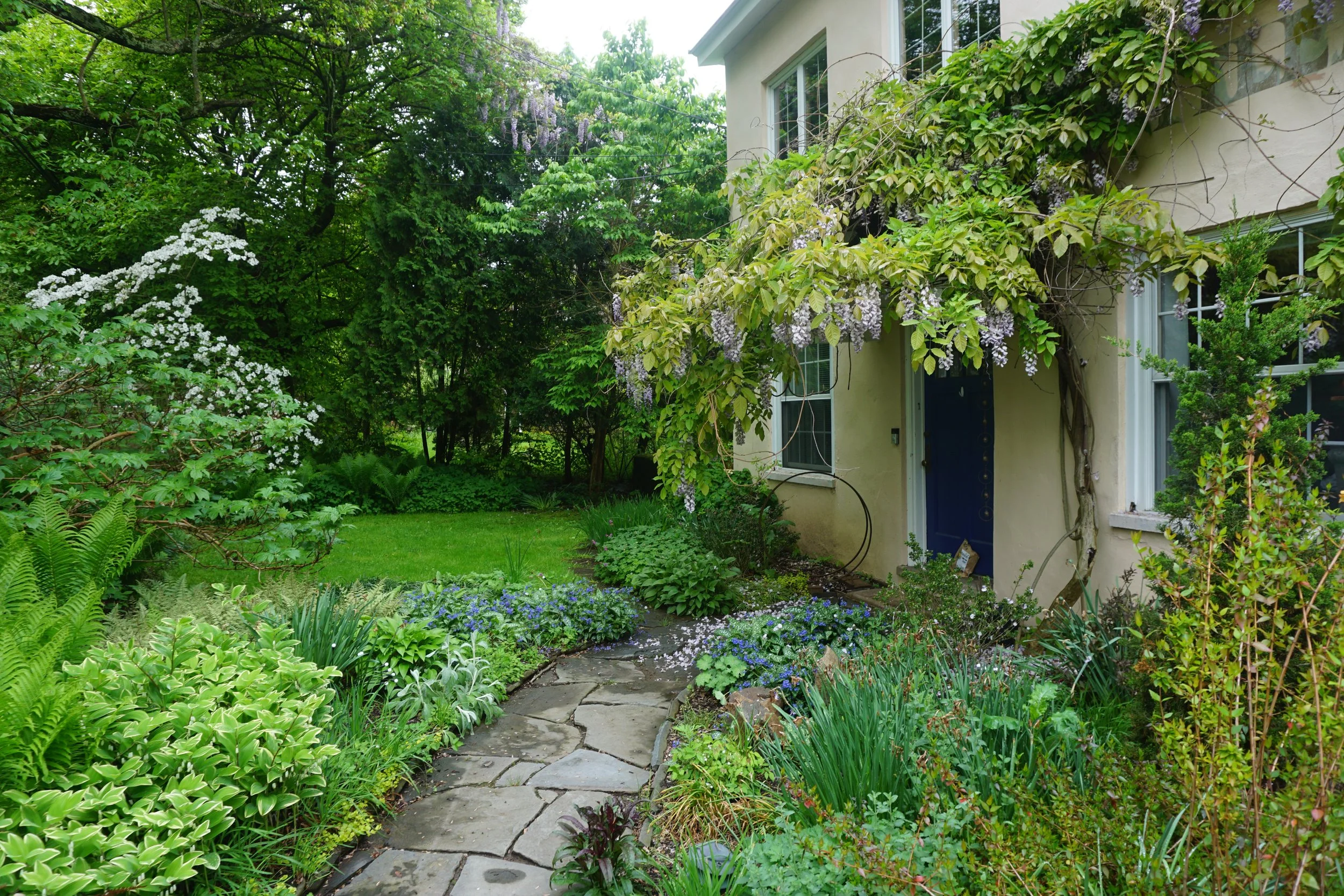 A lush garden in front of a house with a stone pathway, green plants, trees, and purple flowering vines overhanging the door.