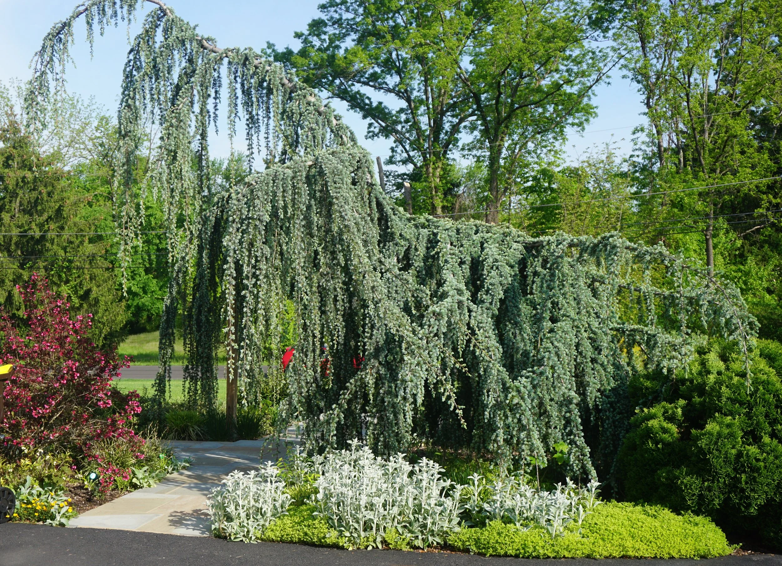 A garden with a weeping tree with drooping branches covered in small white flowers, surrounded by various flowering shrubs and bushes and a pathway.