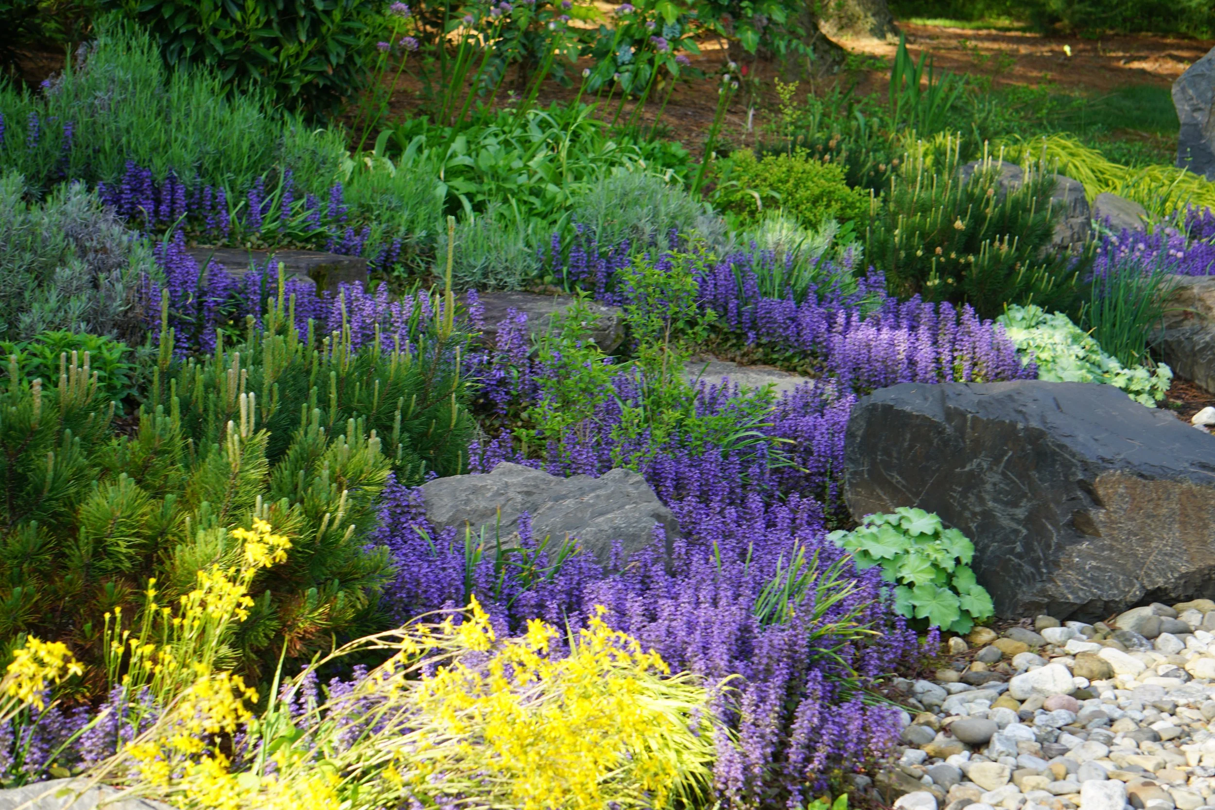 A landscaped garden with various green plants, purple flowers, and large dark rocks, surrounded by a bed of small, smooth pebbles.