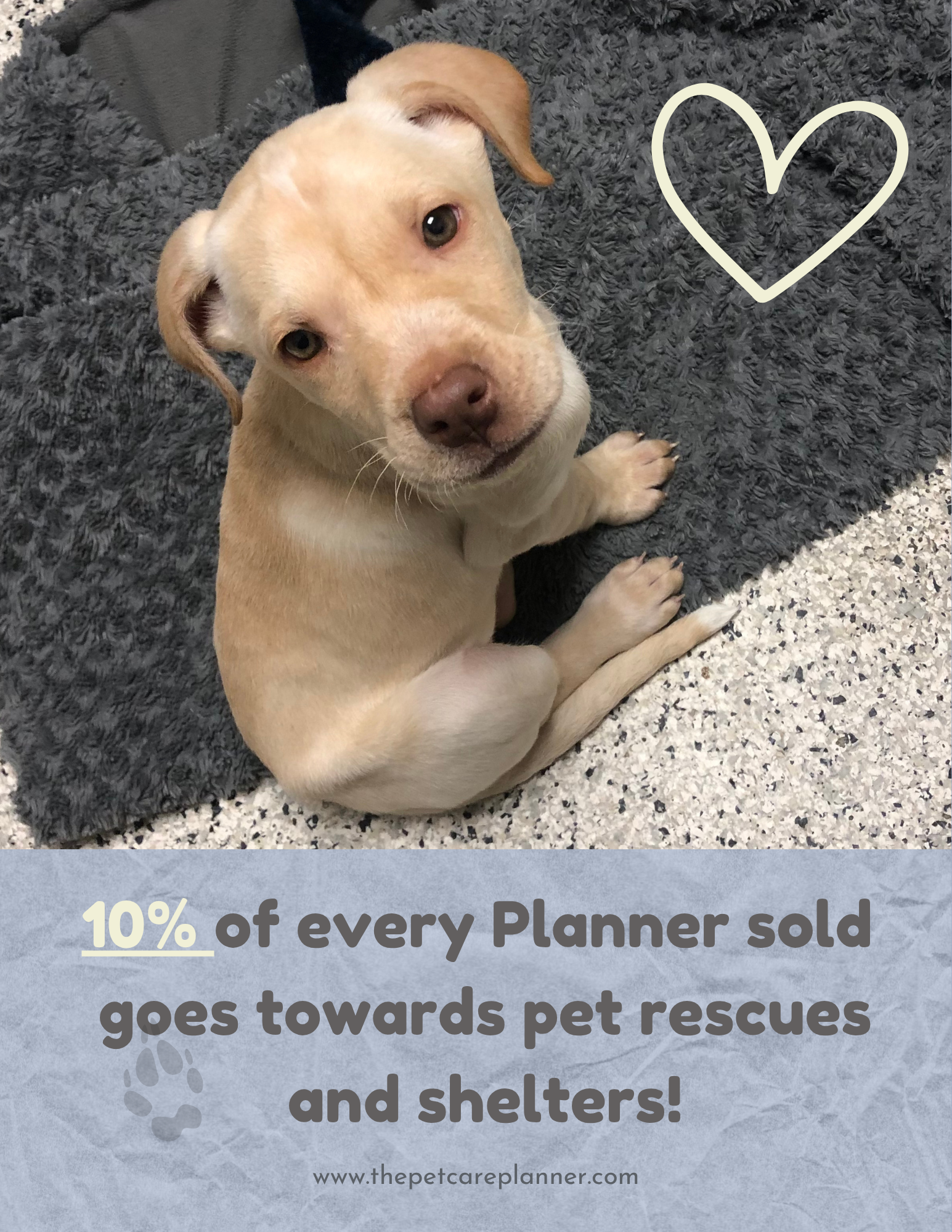 Website Dog Care Planner mockup   (4).png