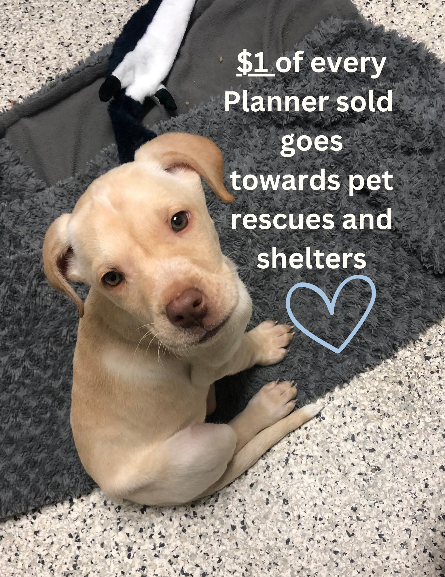 Website Foster Dog Care Planner mockup .png