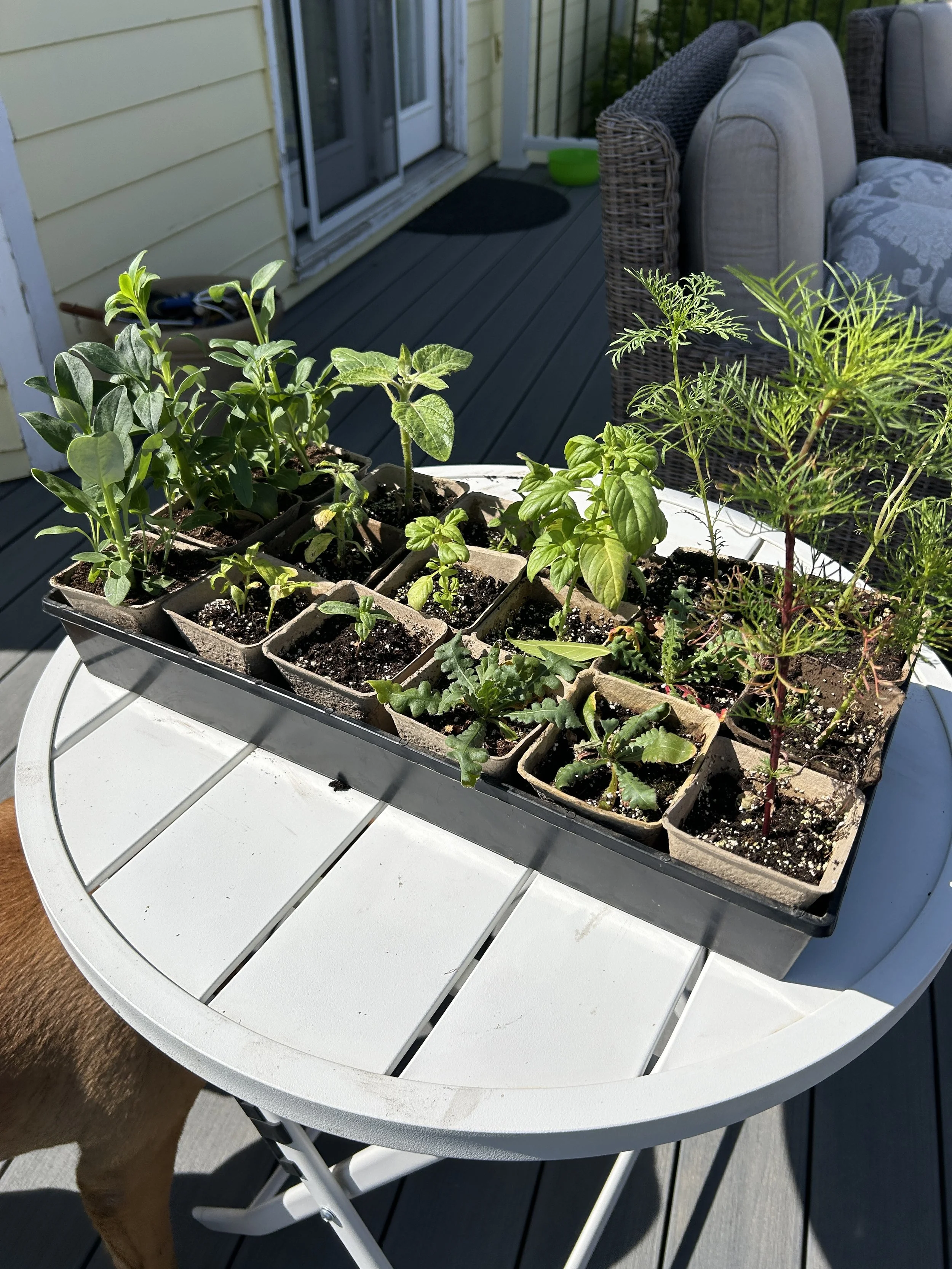 Cut Flower Garden Kit