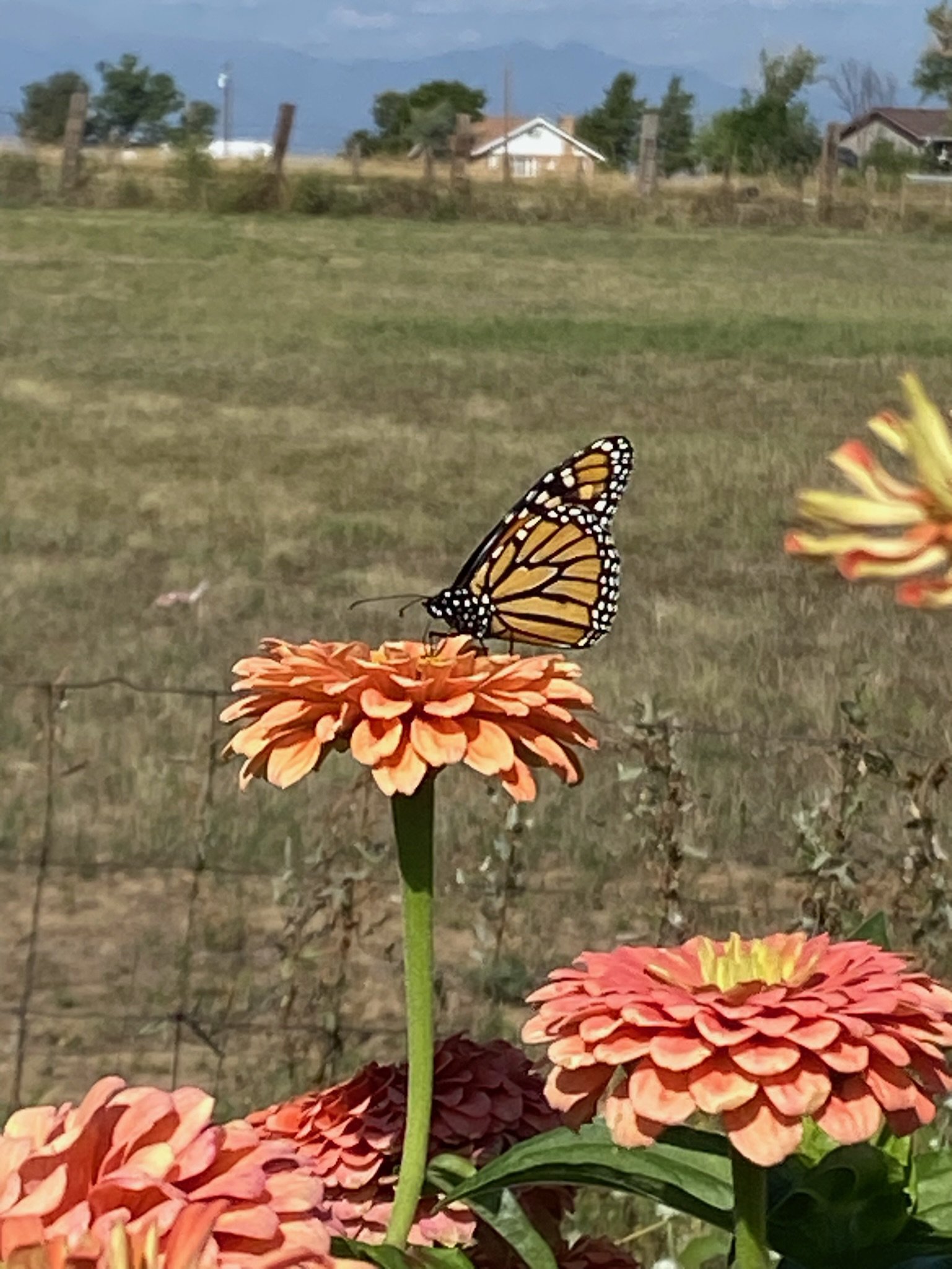 Rays of Sunshine Flower Farm butterfly on locally grown flower