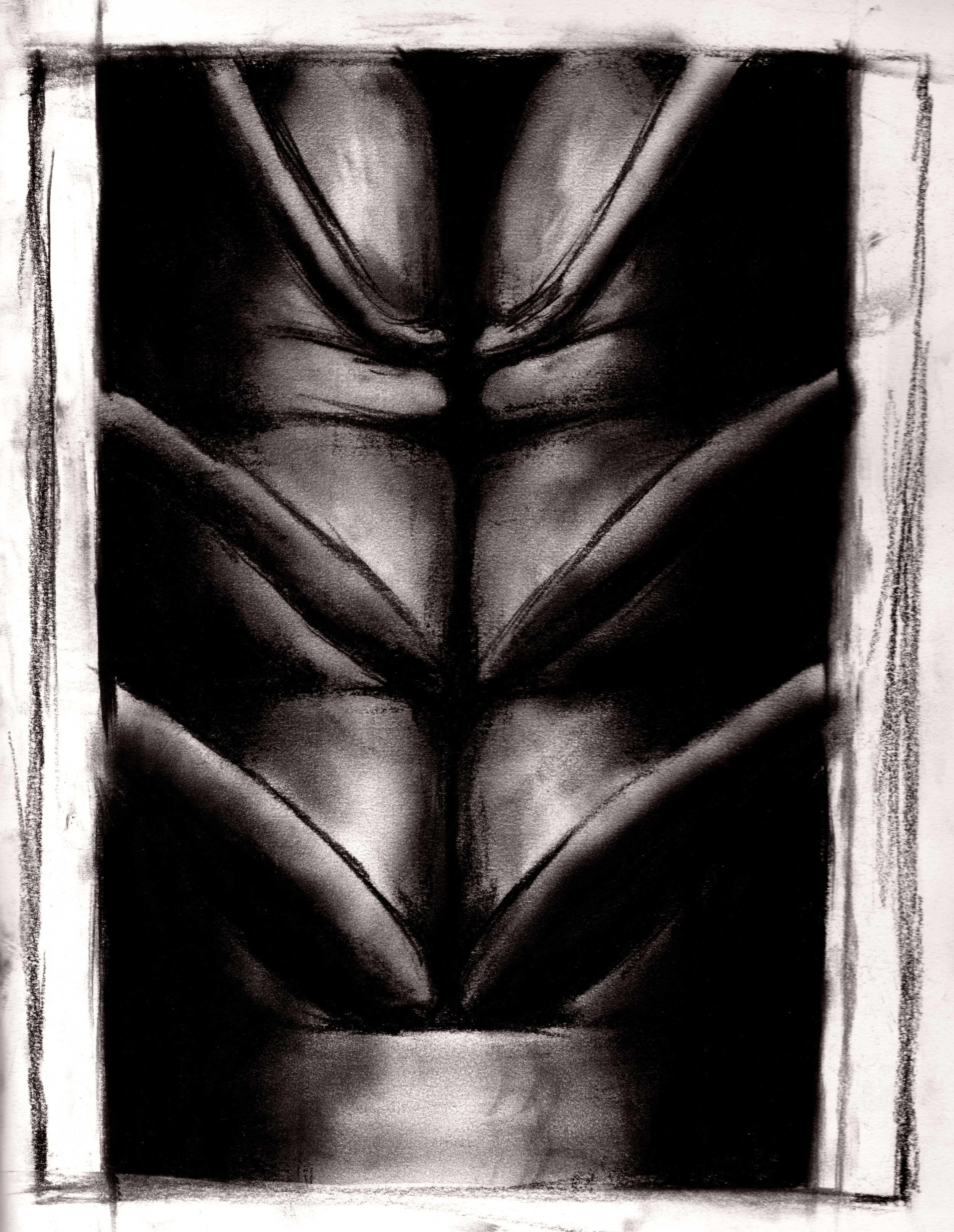 Charcoal on paper, 2024