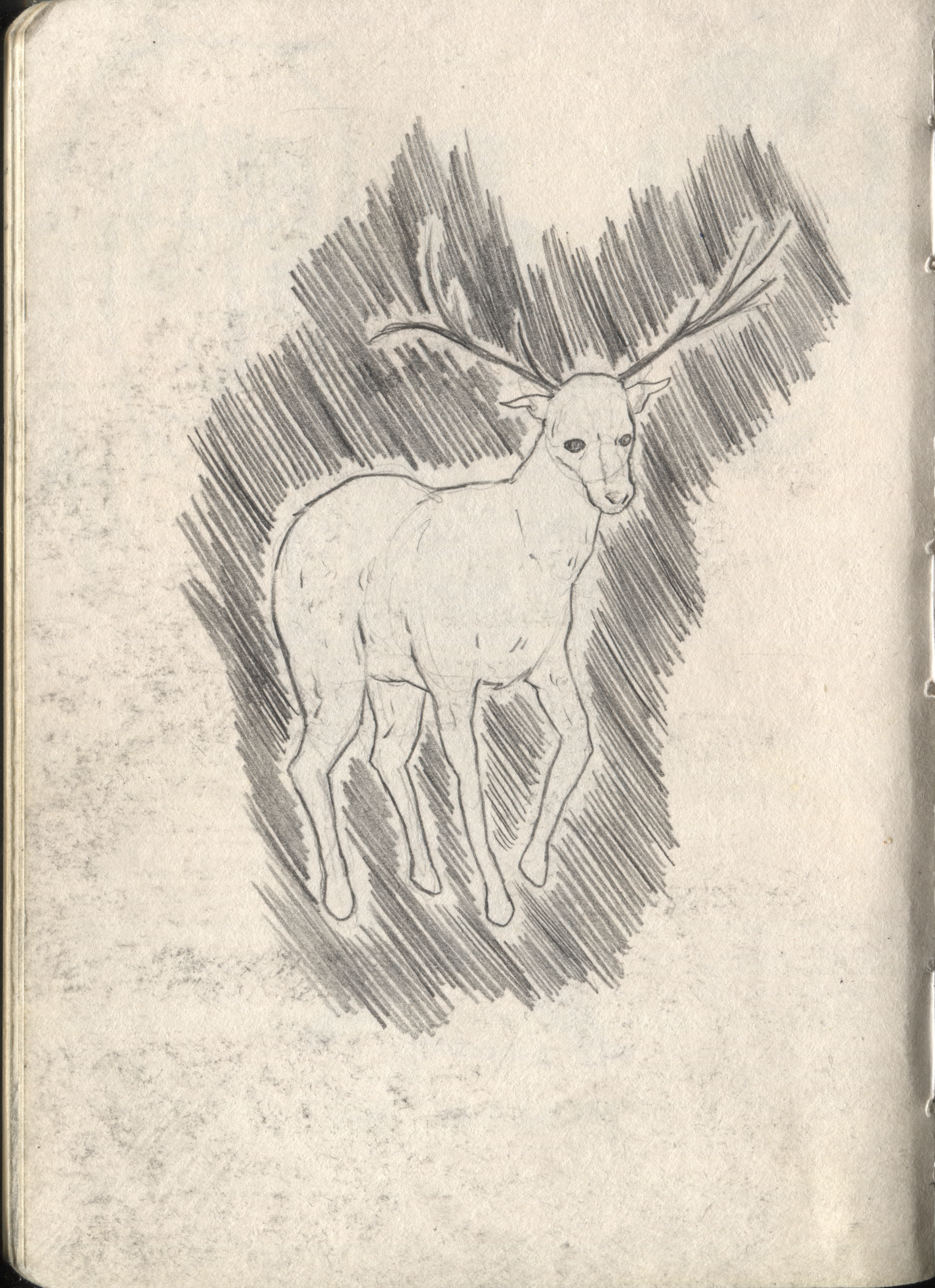 Initial Stag sketch