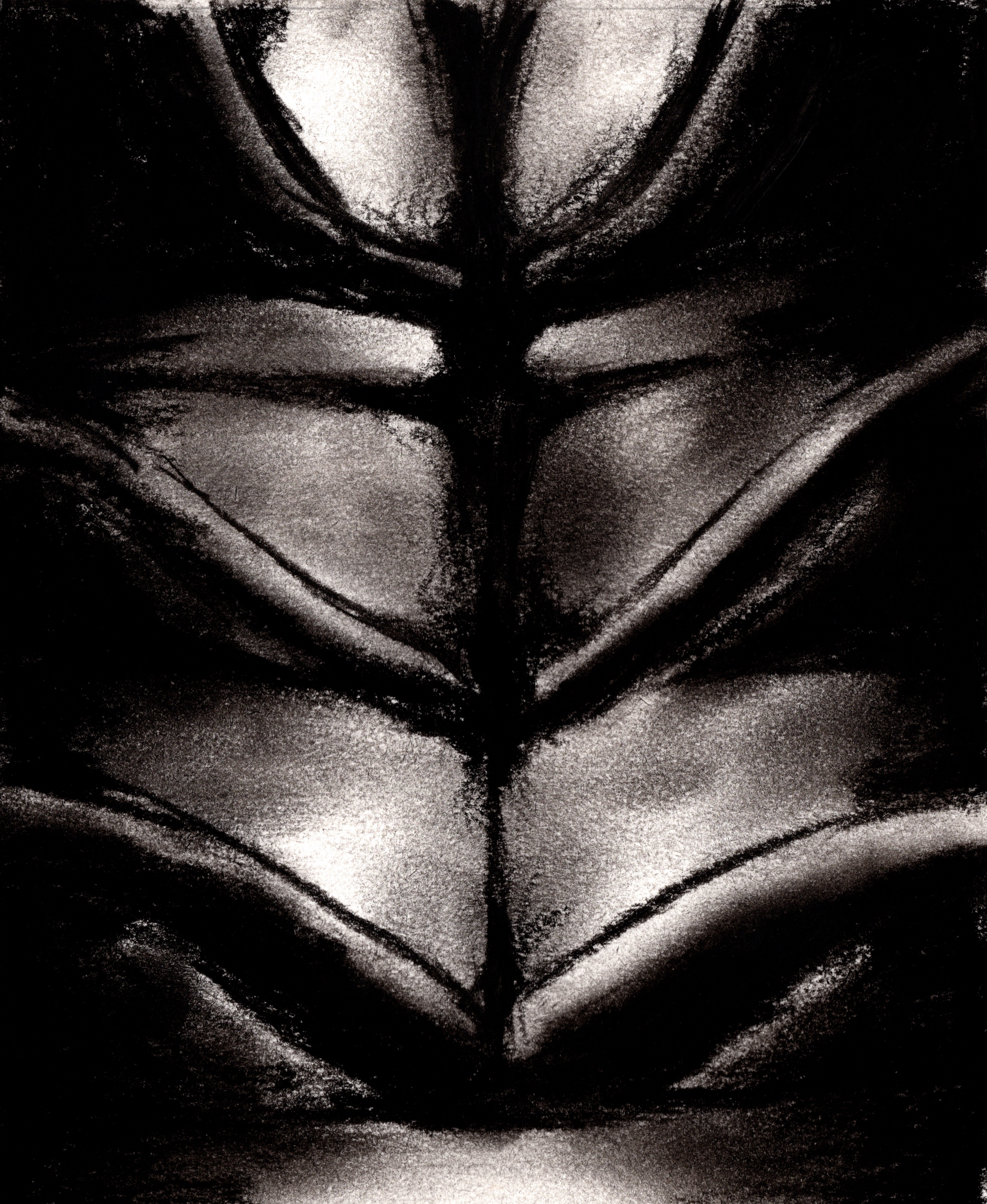 Charcoal on paper, 2024