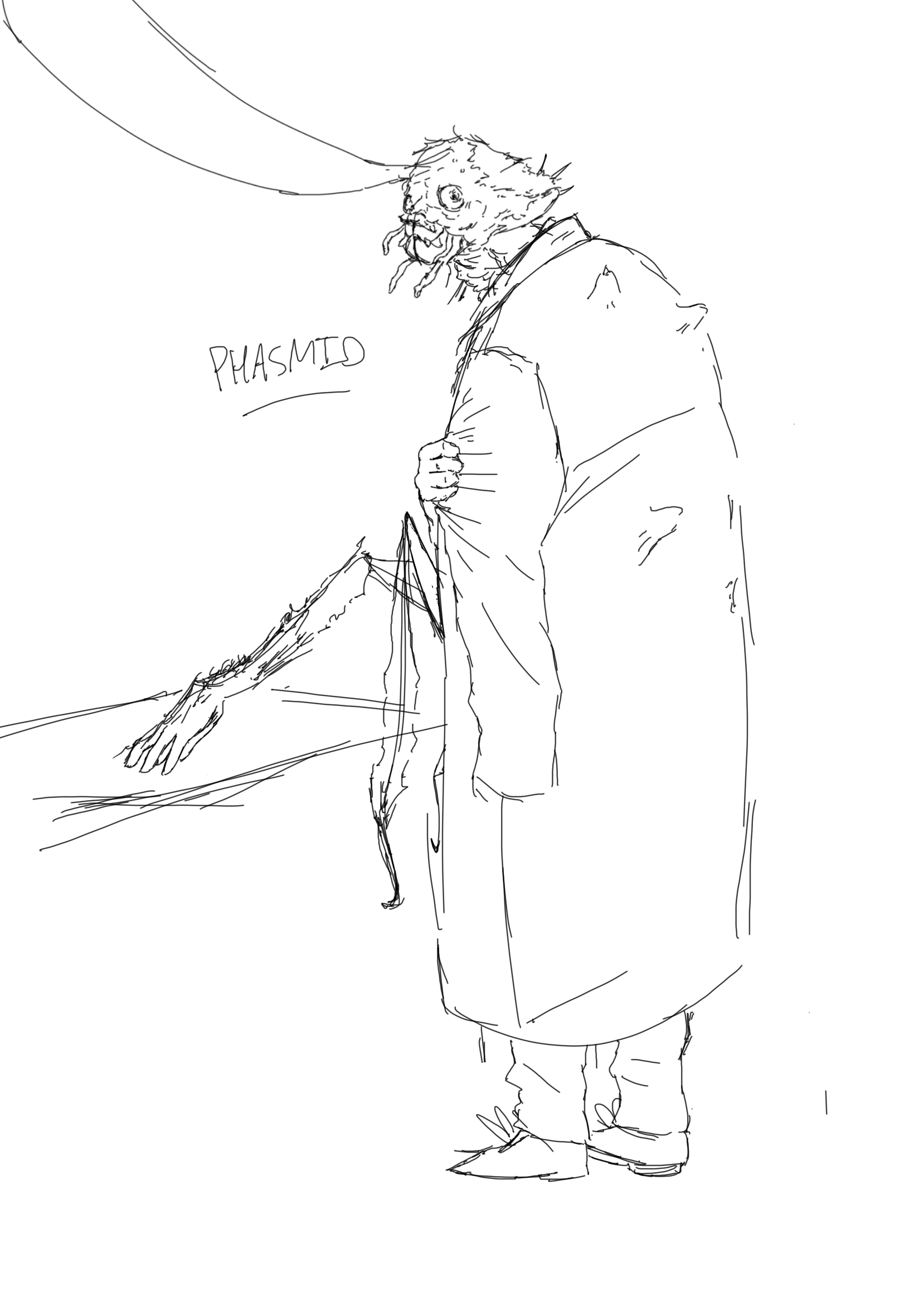 Phasmid sketch