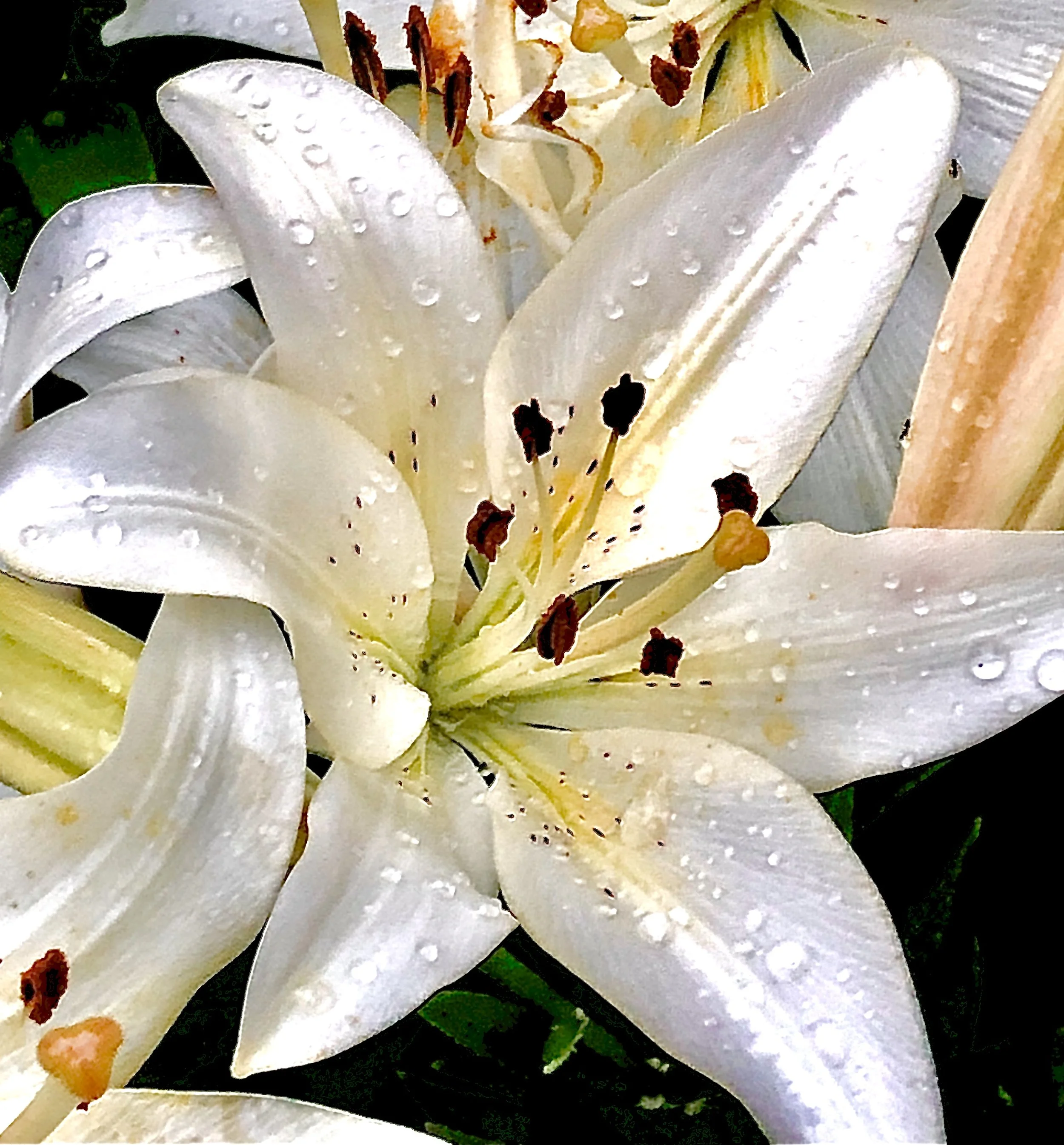 Close-up of a white lily flower with water droplets on its petals, showing dark anthers and yellow-tinged filaments.