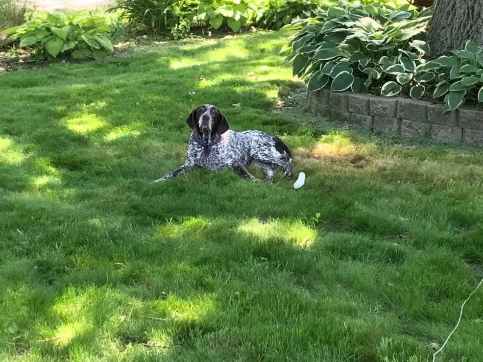 Black and white spotted dog lying on grass in a garden, surrounded by plants and trees.