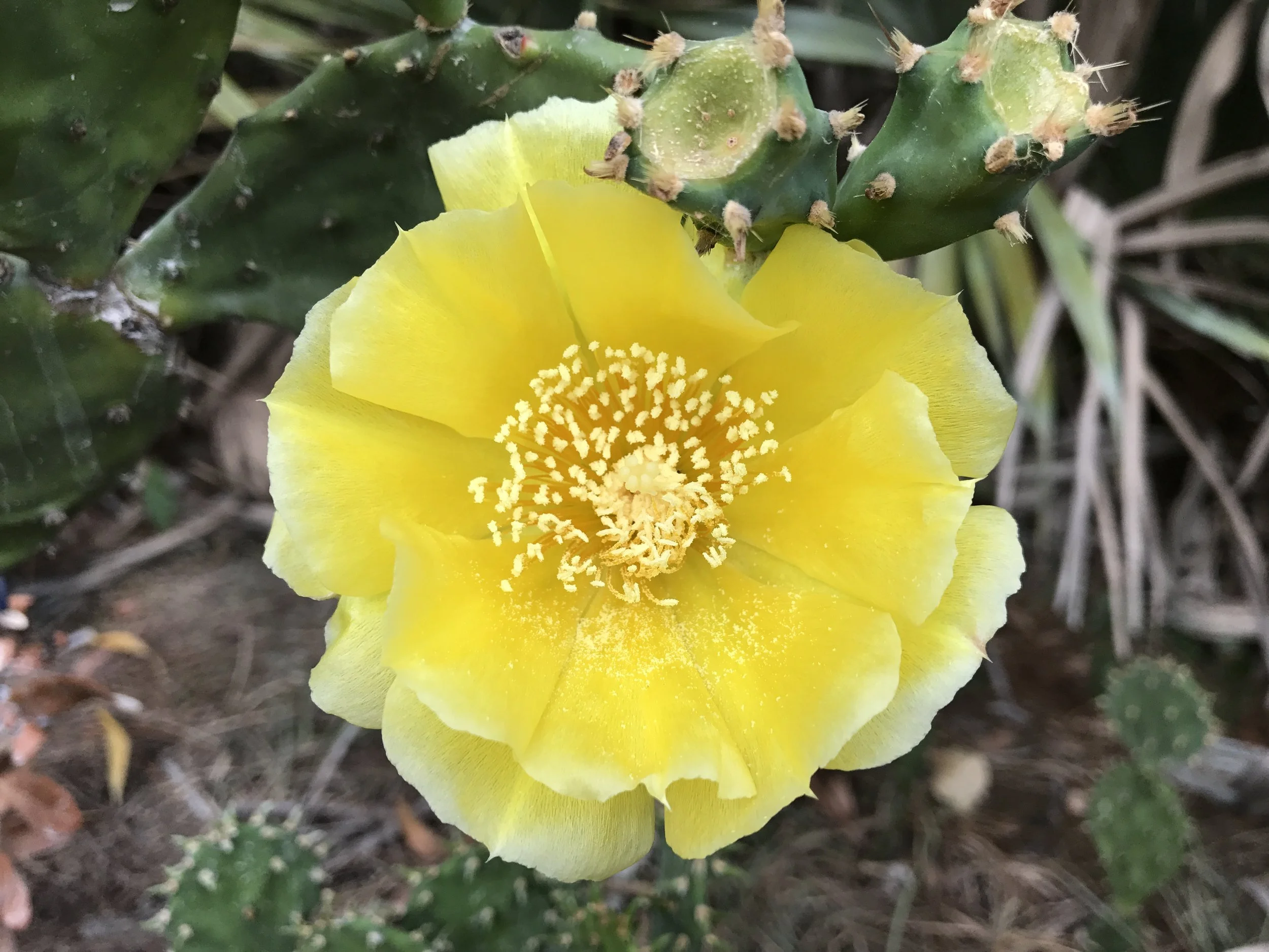 A yellow cactus flower blooming on a prickly pear cactus with green pads and spines.