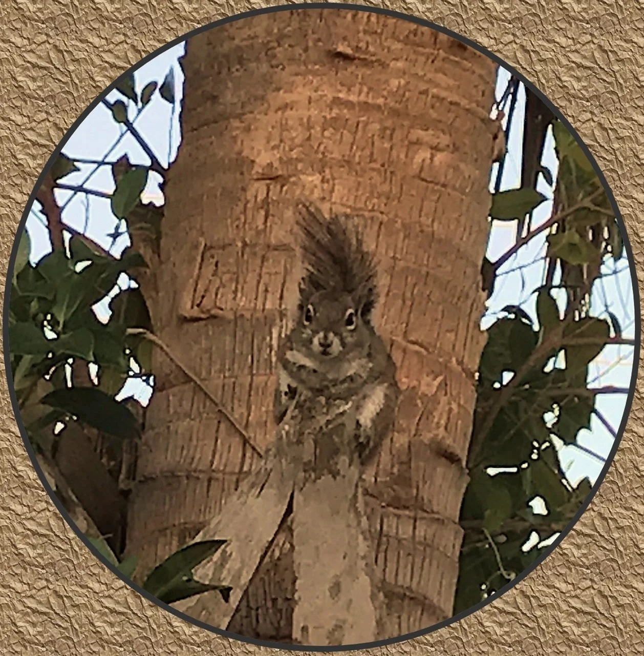 Close-up of a squirrel on a tree trunk, with foliage around it.