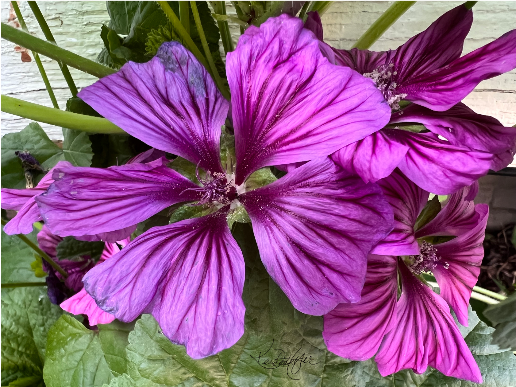 Close-up of purple and pink flowers with green leaves in the background, beautiful,