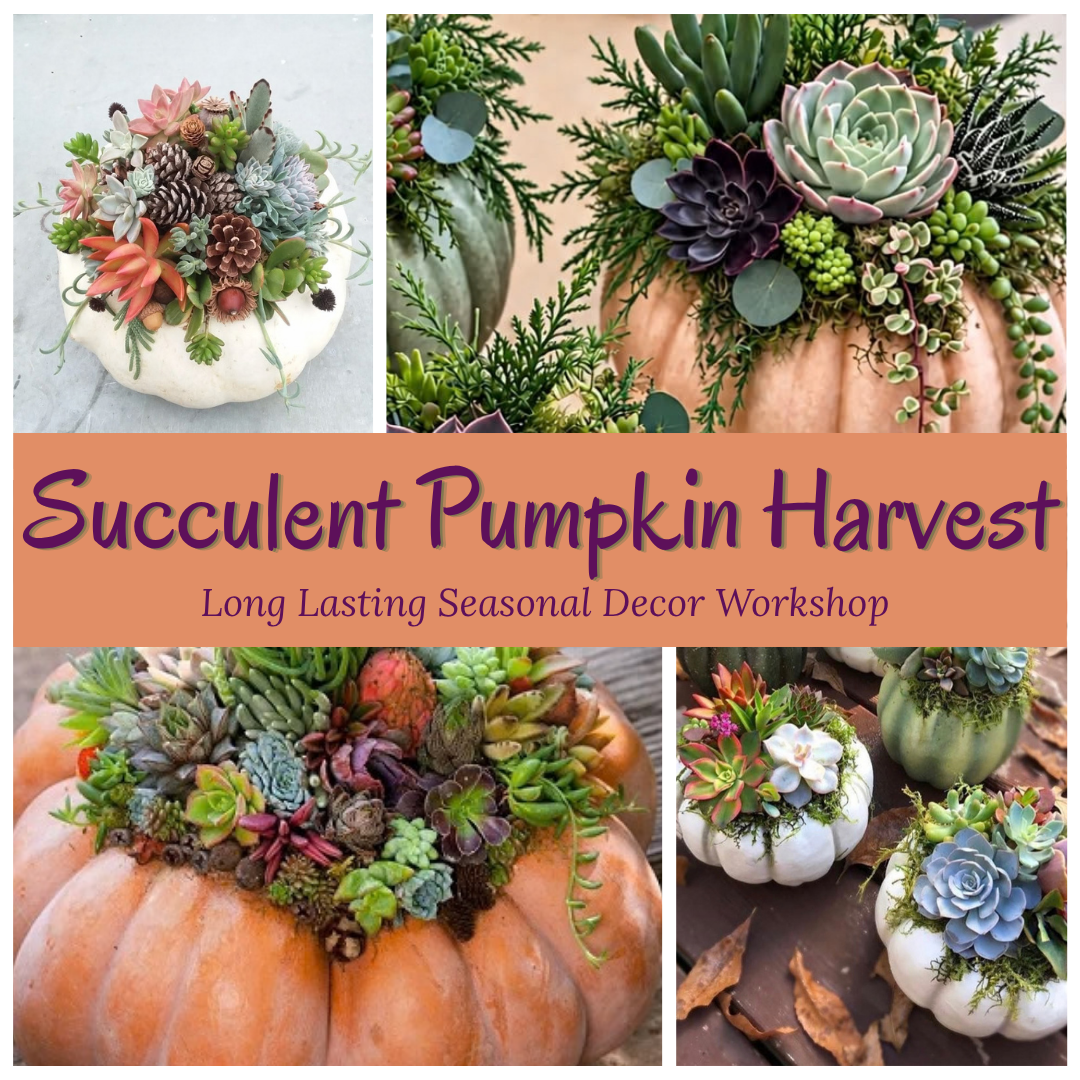 Succulent Pumpkin Harvest Workshop .png
