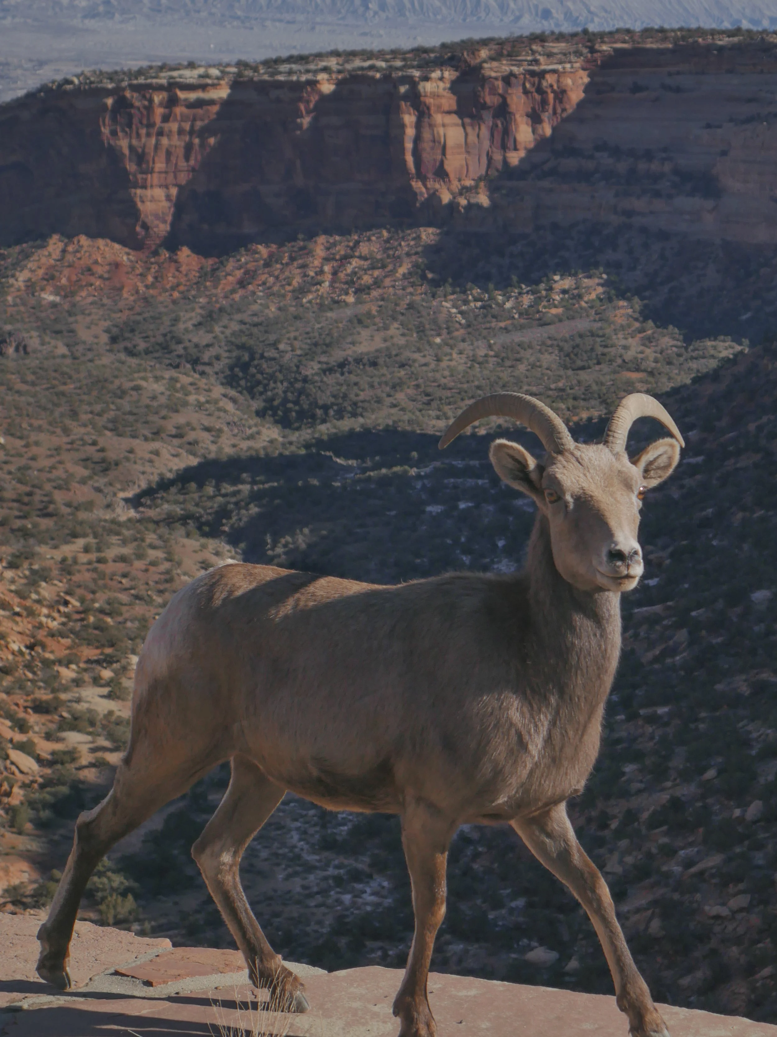 Mountain Goat.jpg