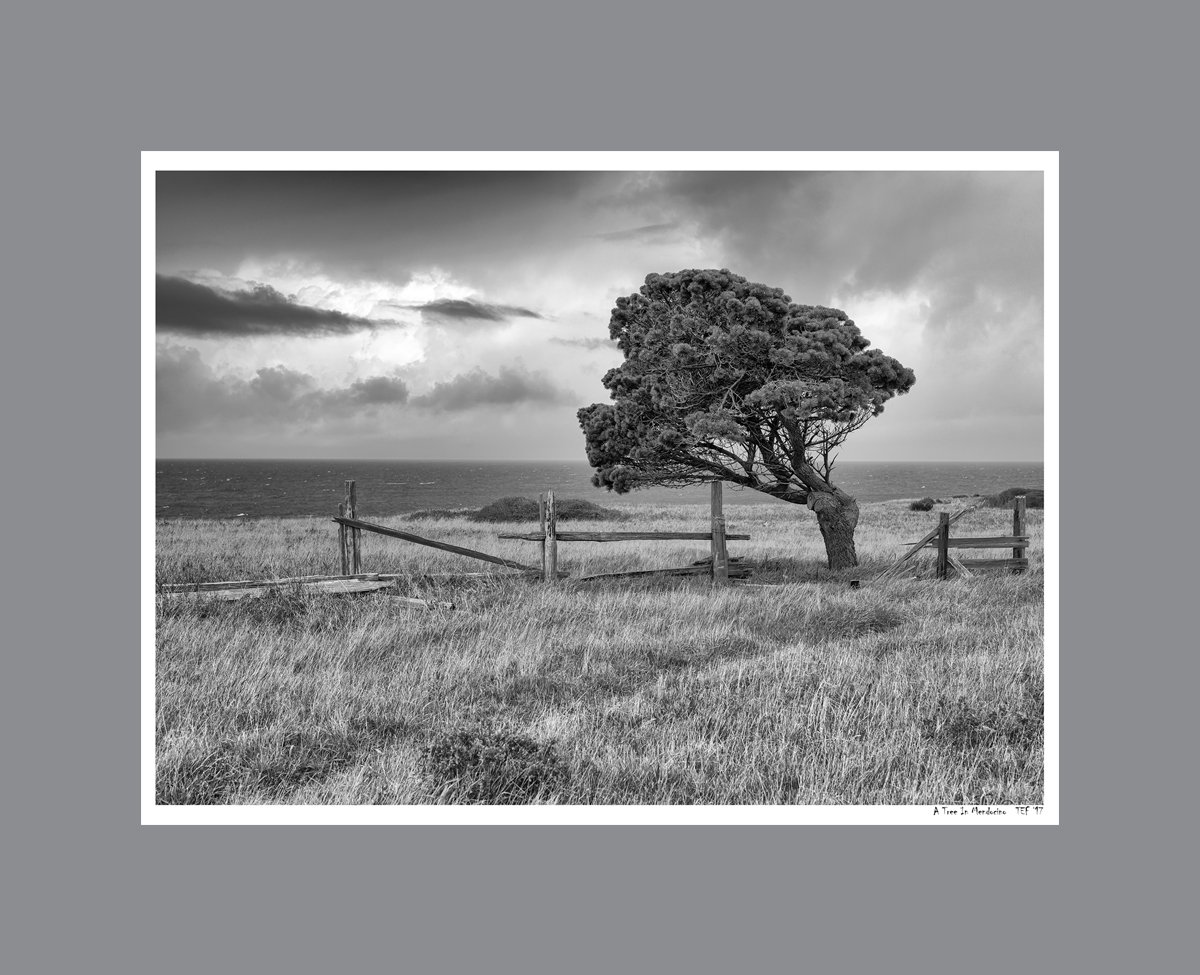 A Tree In Mendocino