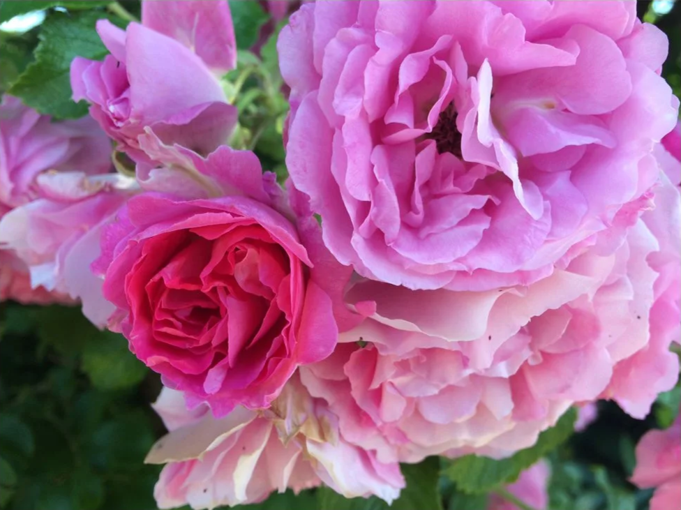 Pink+roses.png