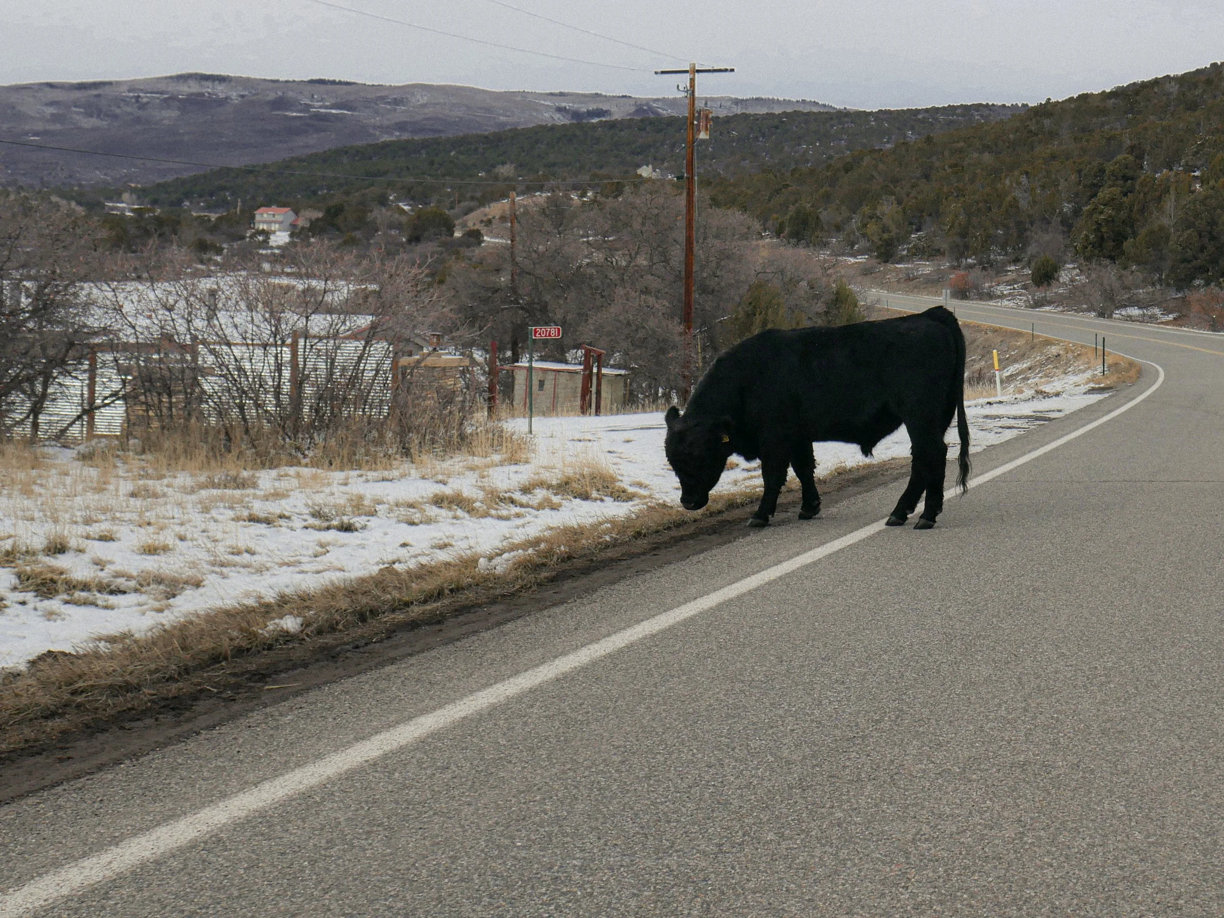 Road Cow.jpg