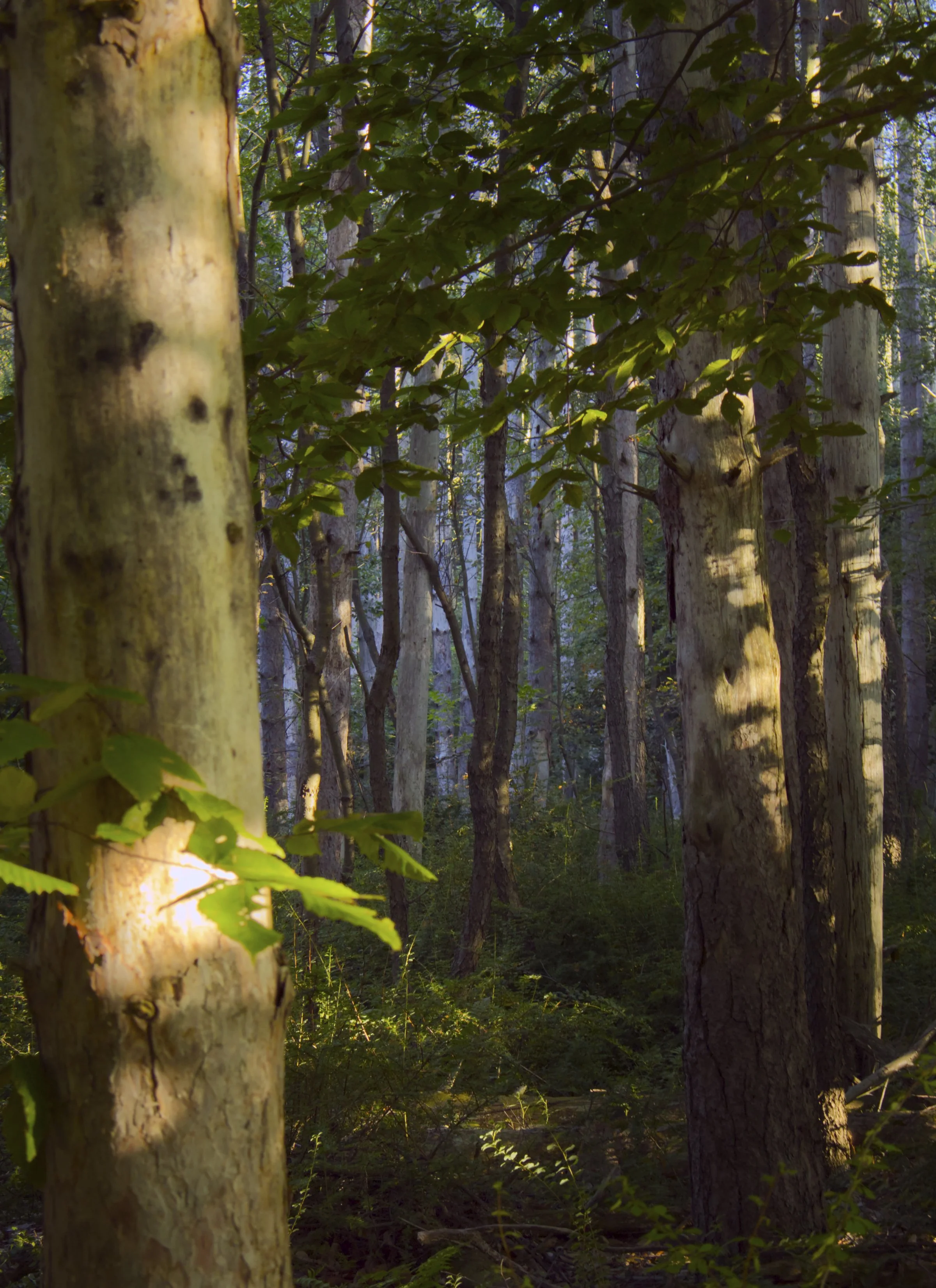 pursuit of the unicorn.jpg