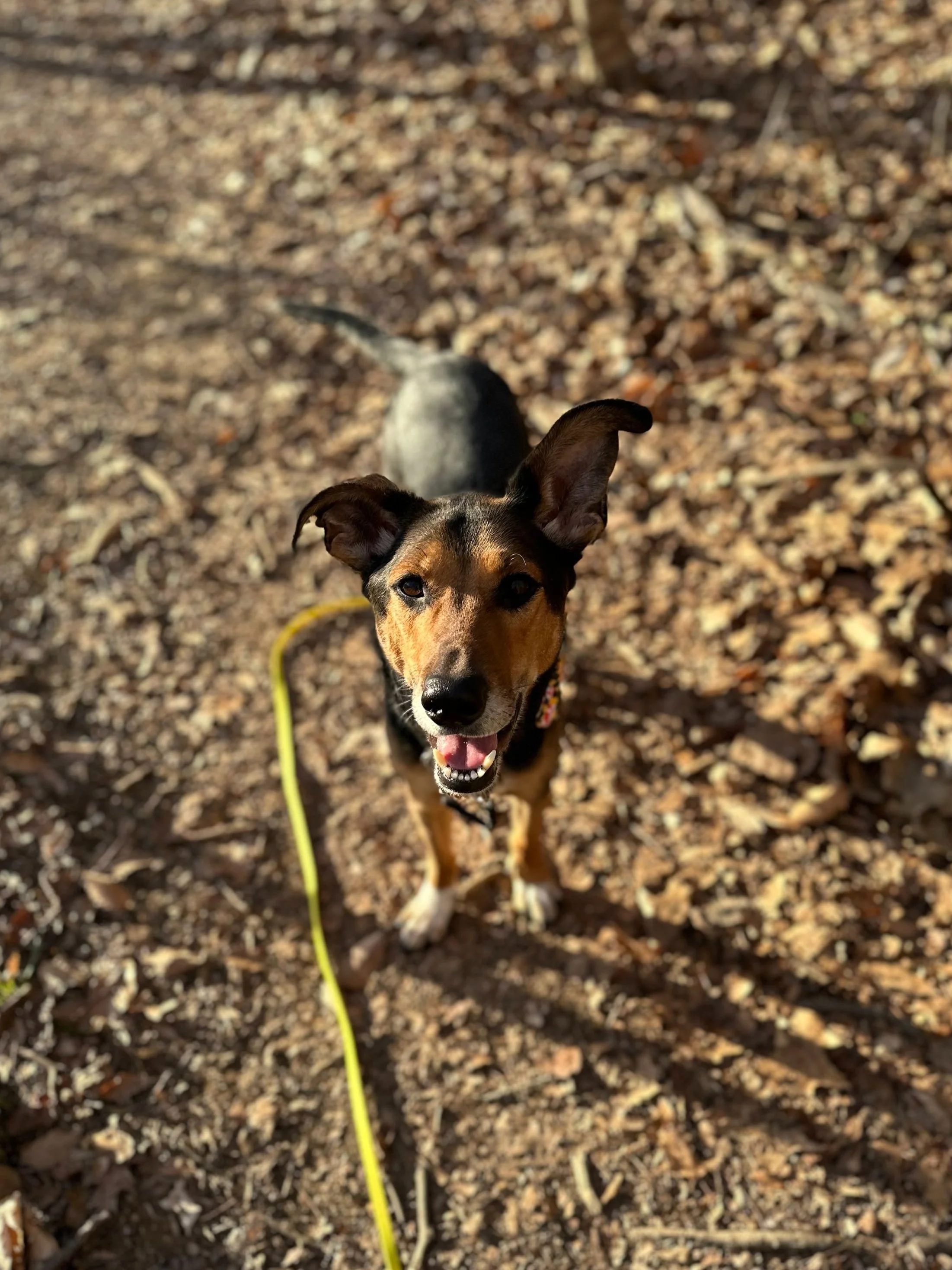 A German Shepherd mix looks up at the camera with his mouth open in a smile. On the ground around him is a dirt path and fallen leaves.