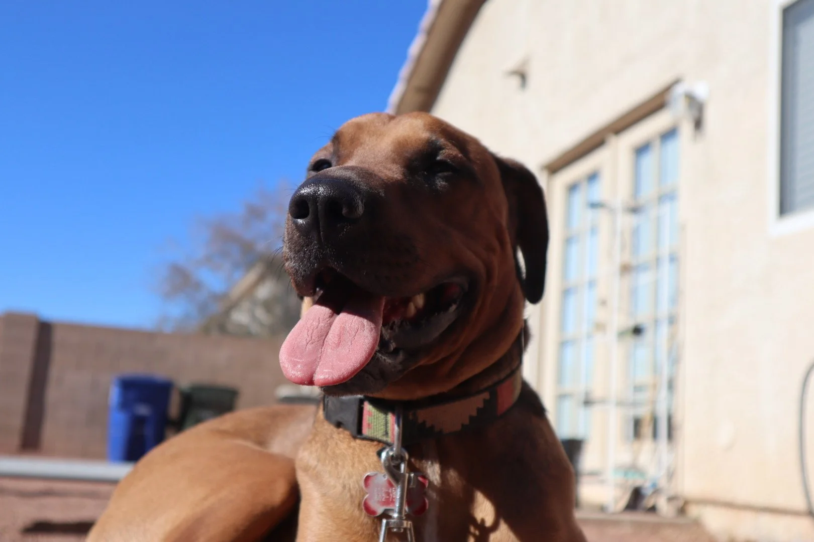 Best Baltimore dog trainer