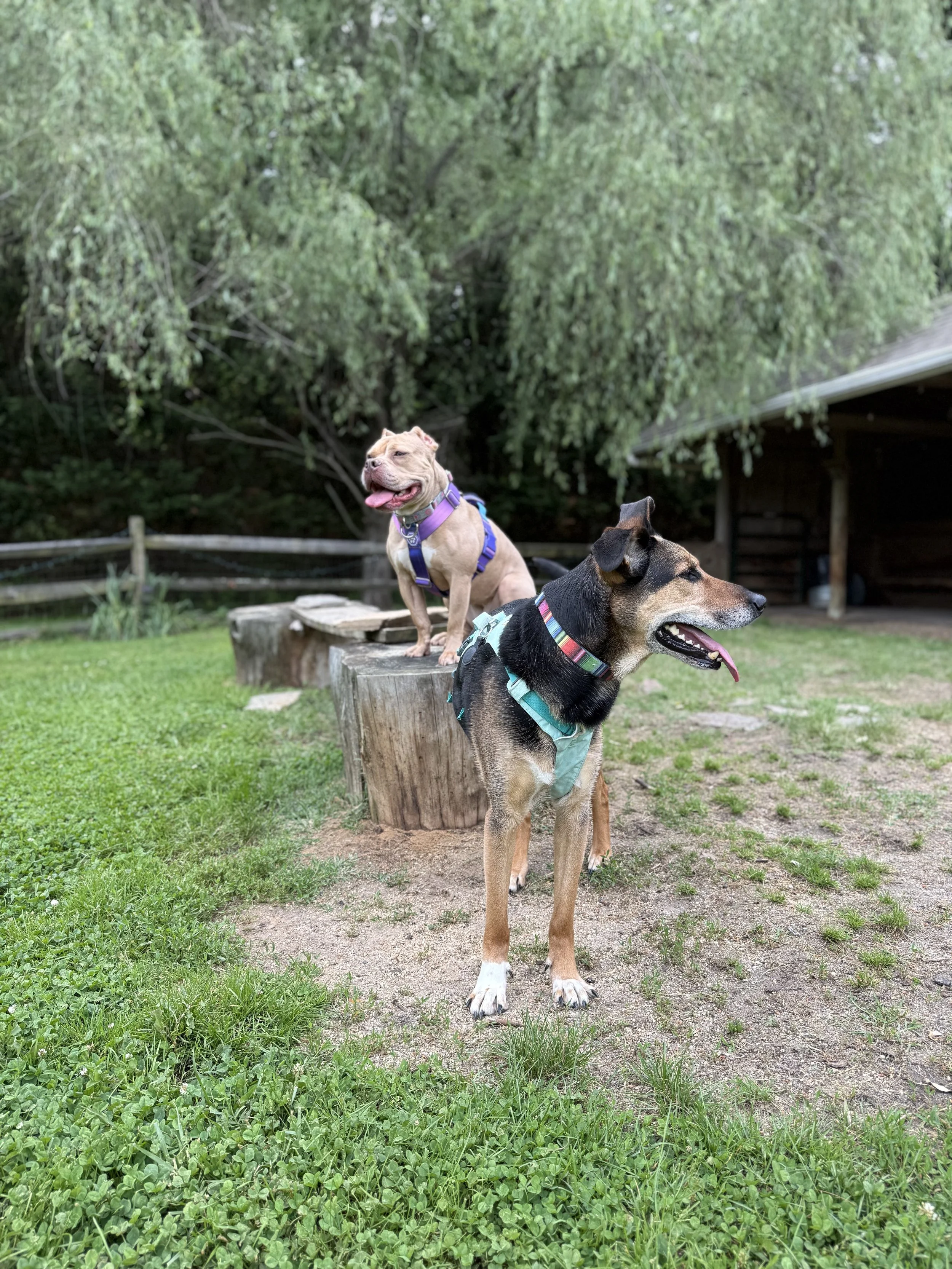 A German Shepherd mix and an American Bully are in the center of the photo, the Shepherd mix standing and facing right, and the bully sitting on a tree stump behind him facing left. They're both panting. Trees and a split rail fence are in background