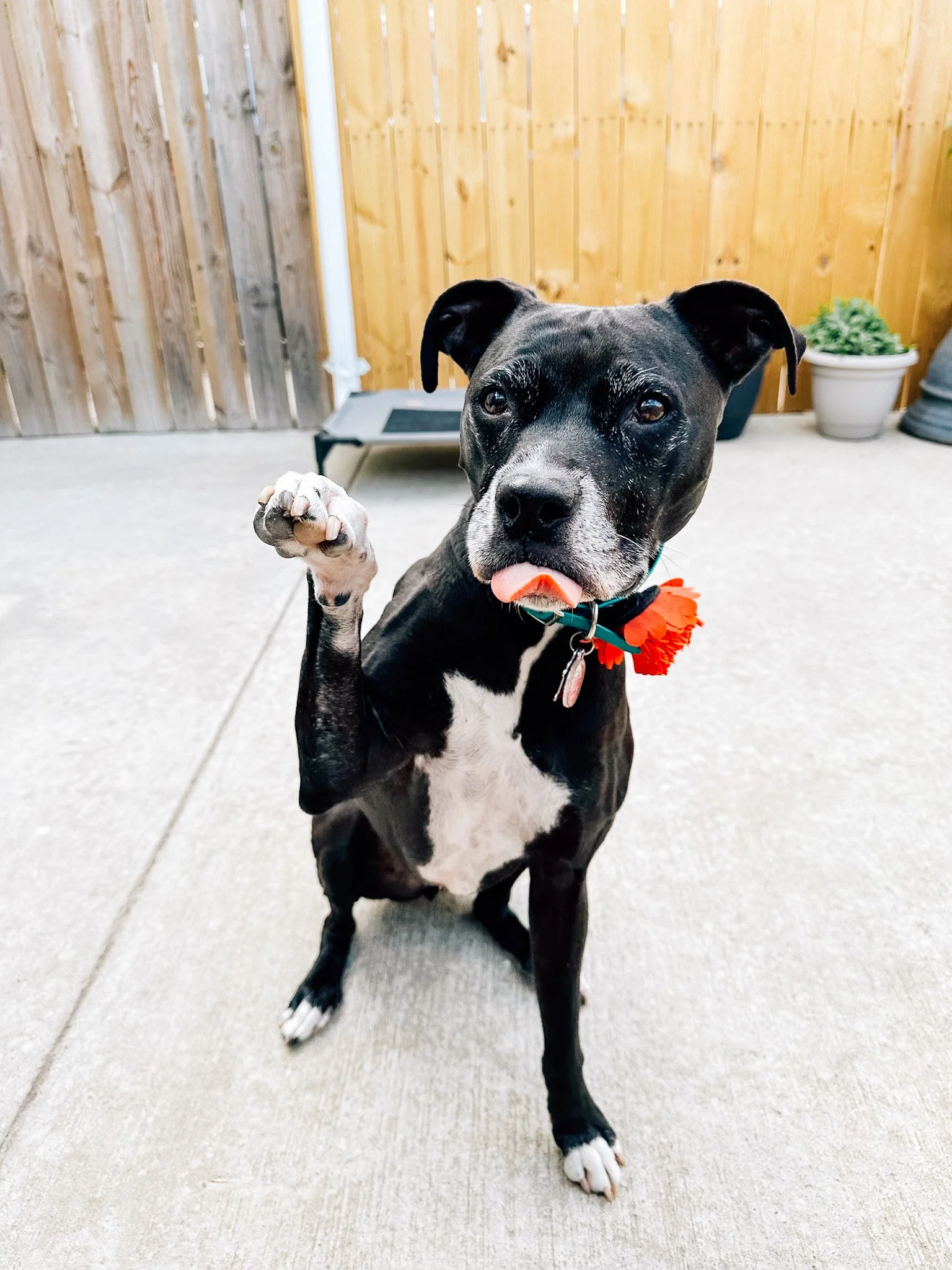 A black pit bull with white markings and perked ears wearing a red flower on her collar sits on concrete facing the camera and raising one paw into the air with her tongue out.