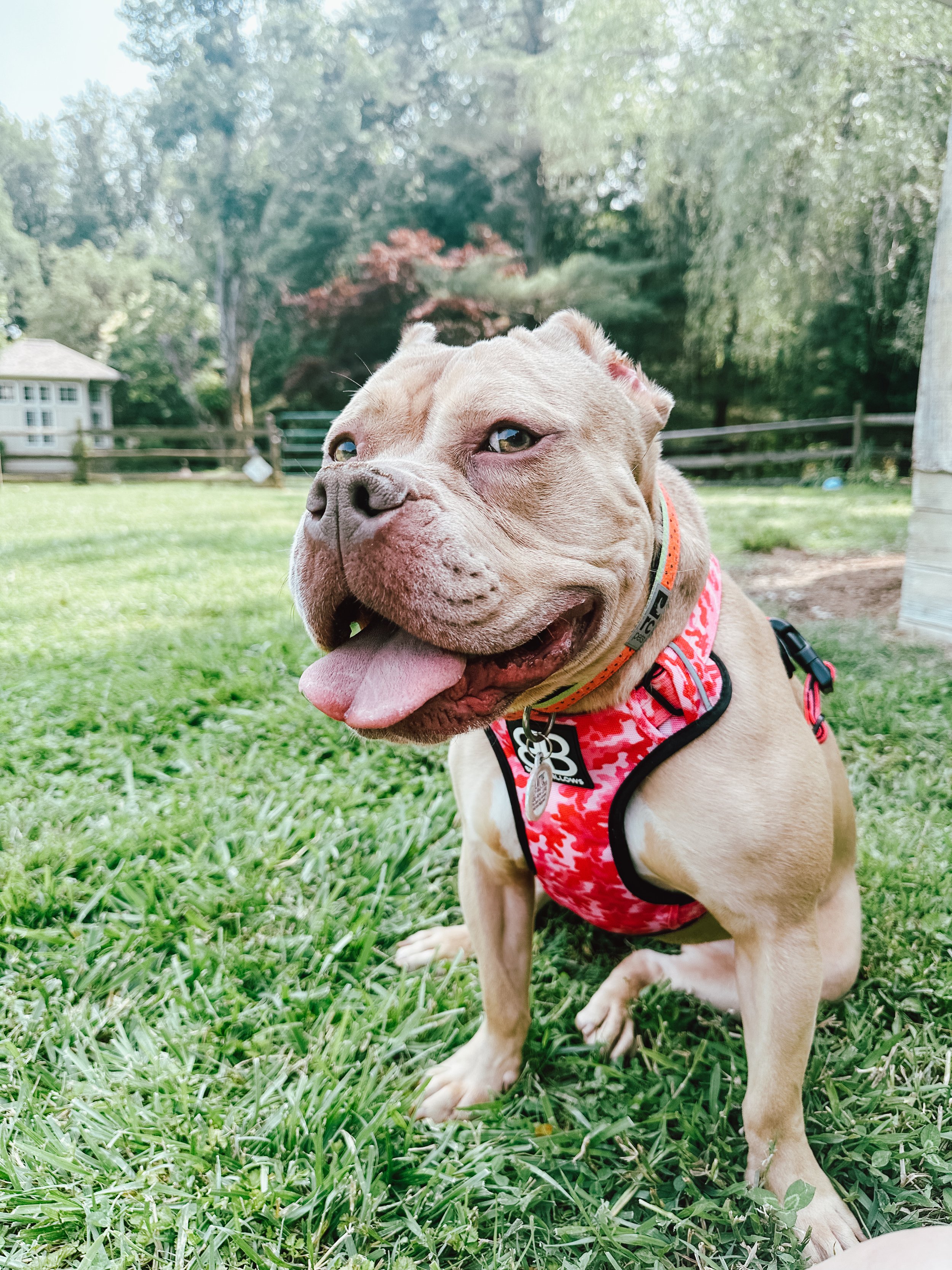Most useful skill in dog training: “Ready, find it” and the Ready Find It Pattern Game