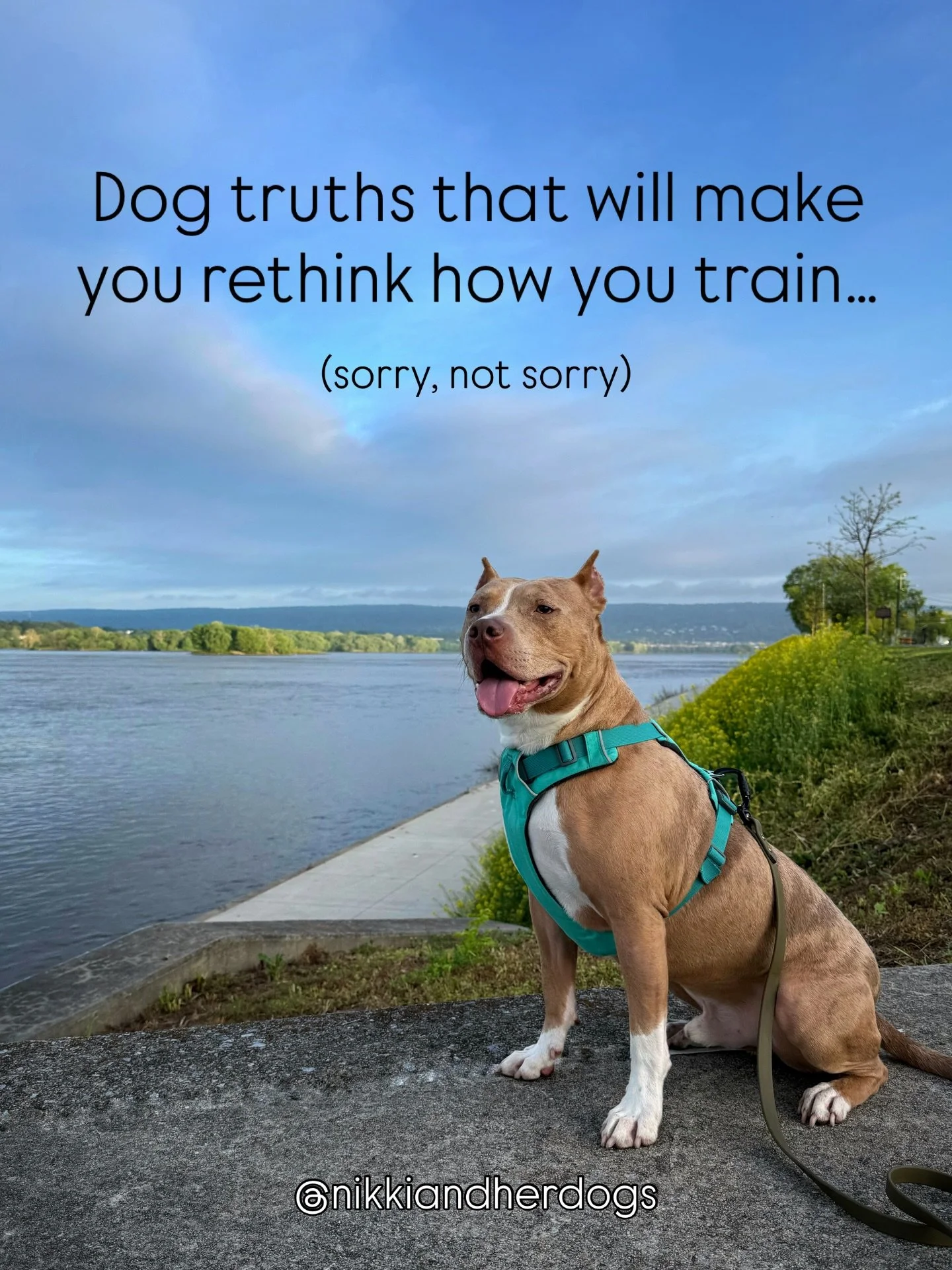 The best dog training advice I could ever offer: let your values be your guide. 

If I had done that from the start (assuming I had defined my values for myself instead of accepting the ones passed onto me), I would&rsquo;ve never been a punitive tra