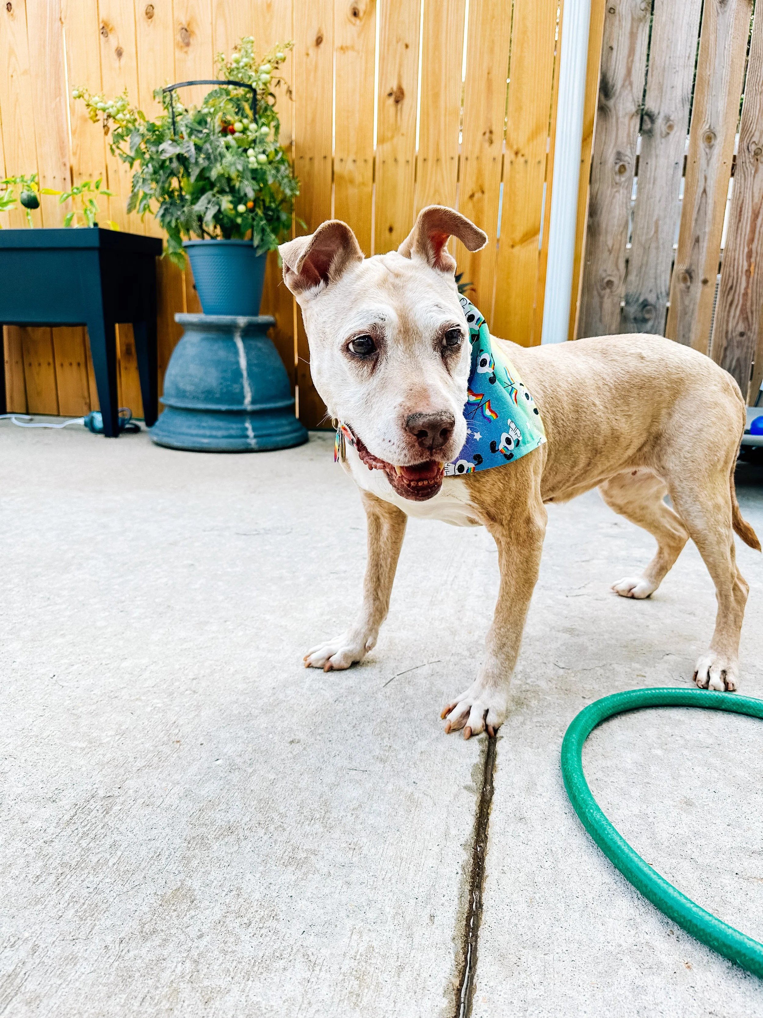 An old blonde brindle pit bull with a gray face stands on the concrete with a fence and tomato plants in the background. Her ears are perked high, she appears to be smiling, and she's wearing a pride bandana.